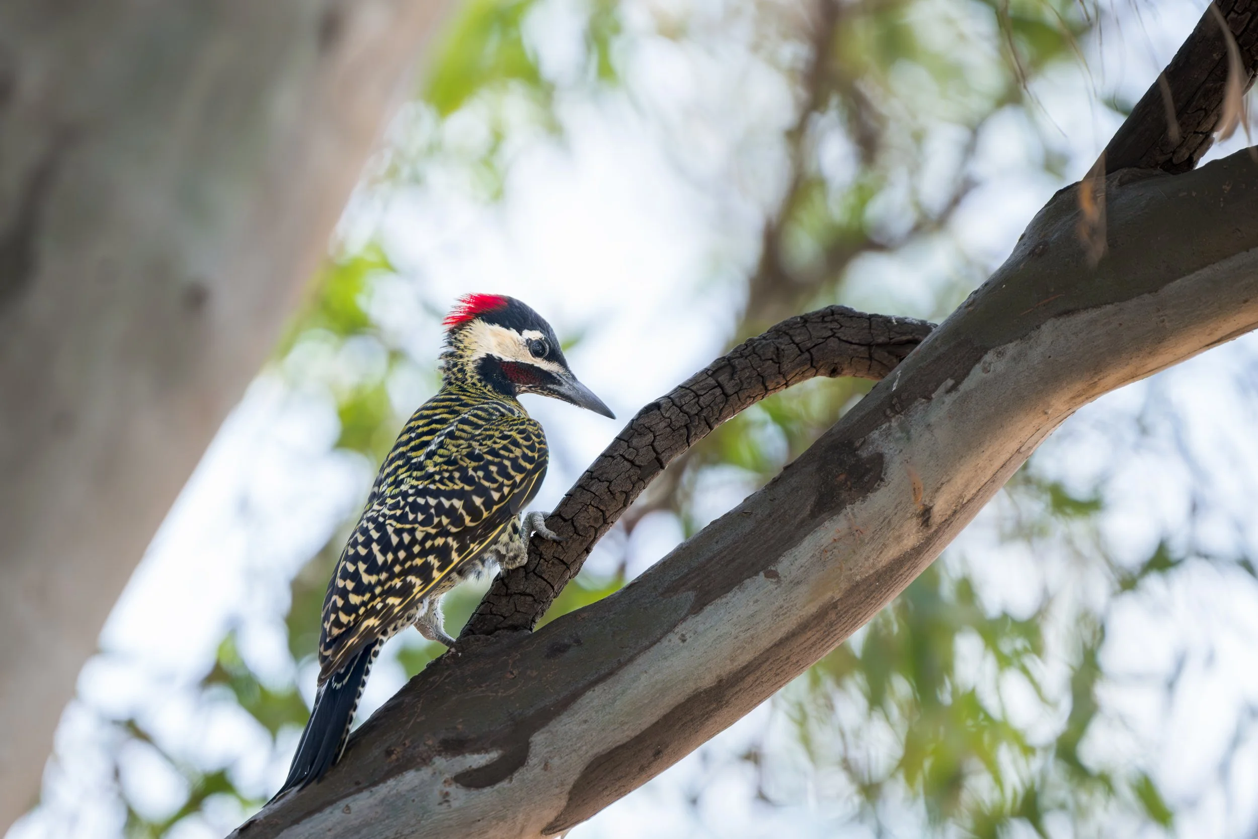 Green-barred Woodpecker