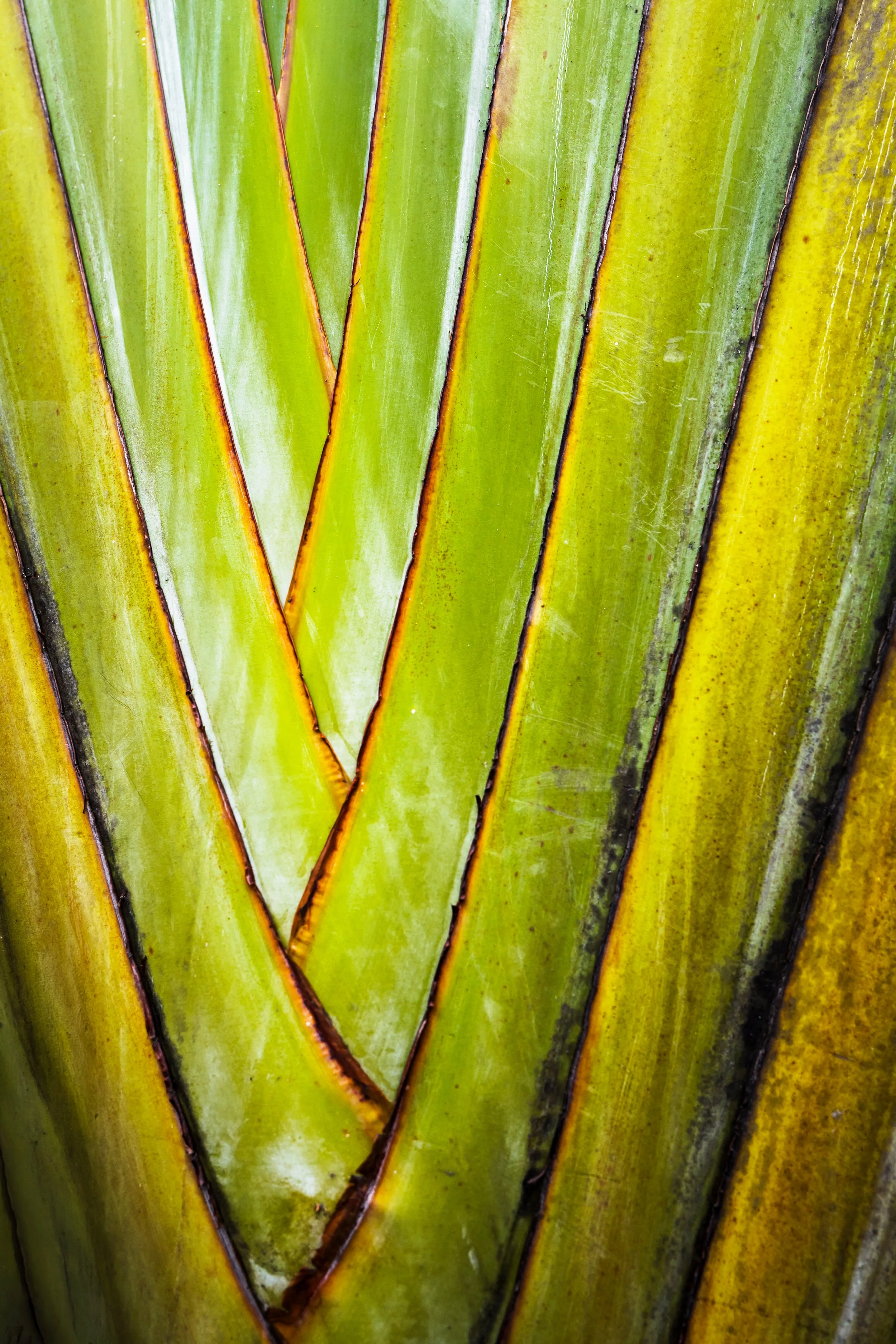 ( Tahiti )