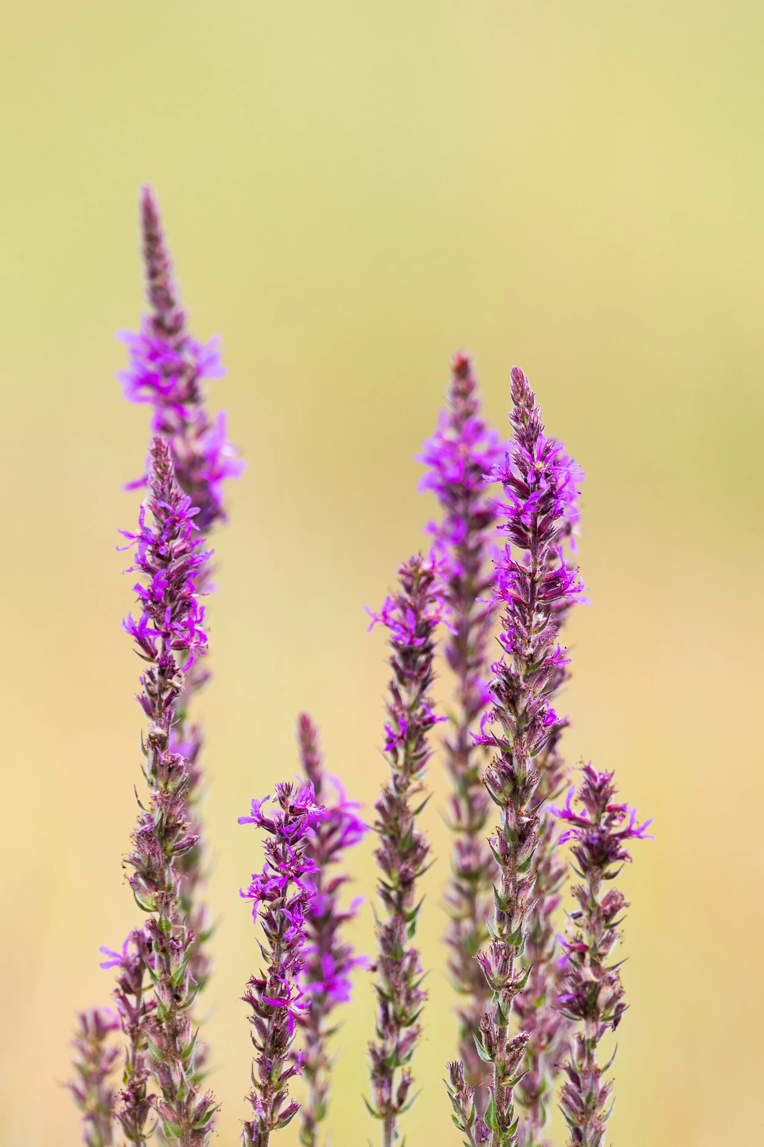Flora