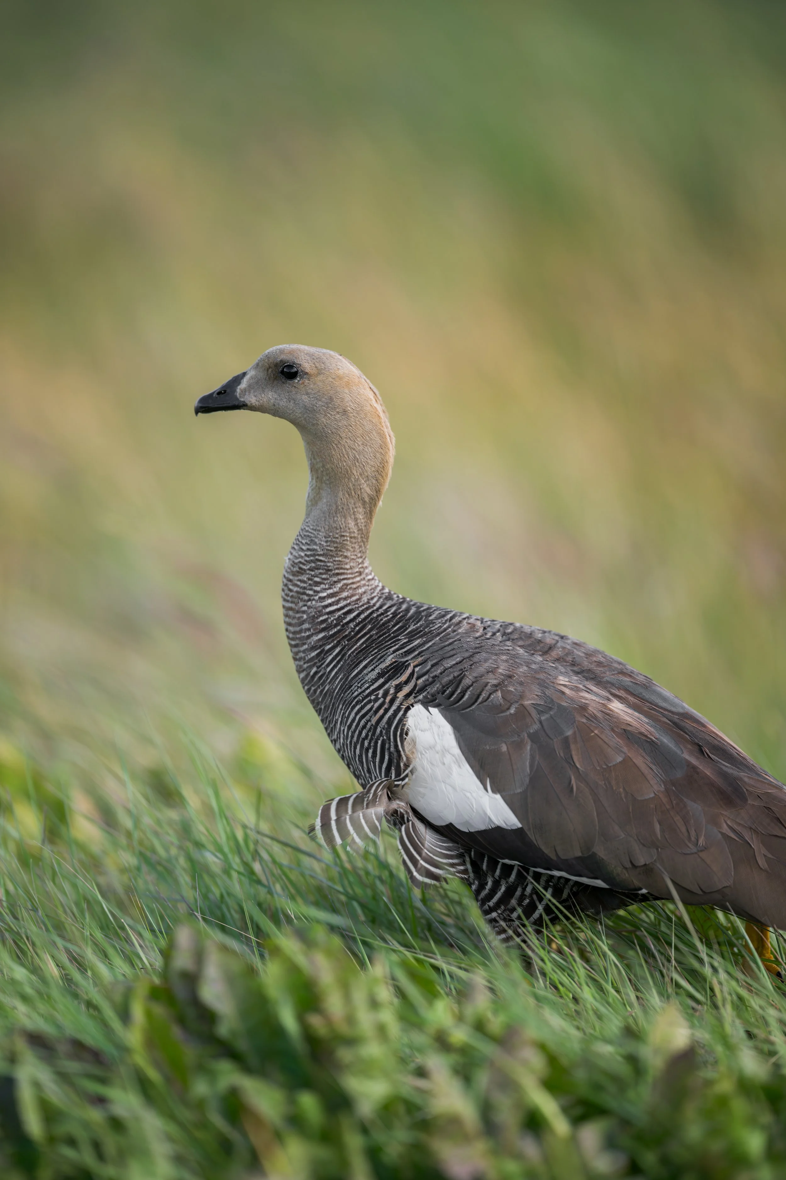 Upland goose / Magellangans / Caiquén