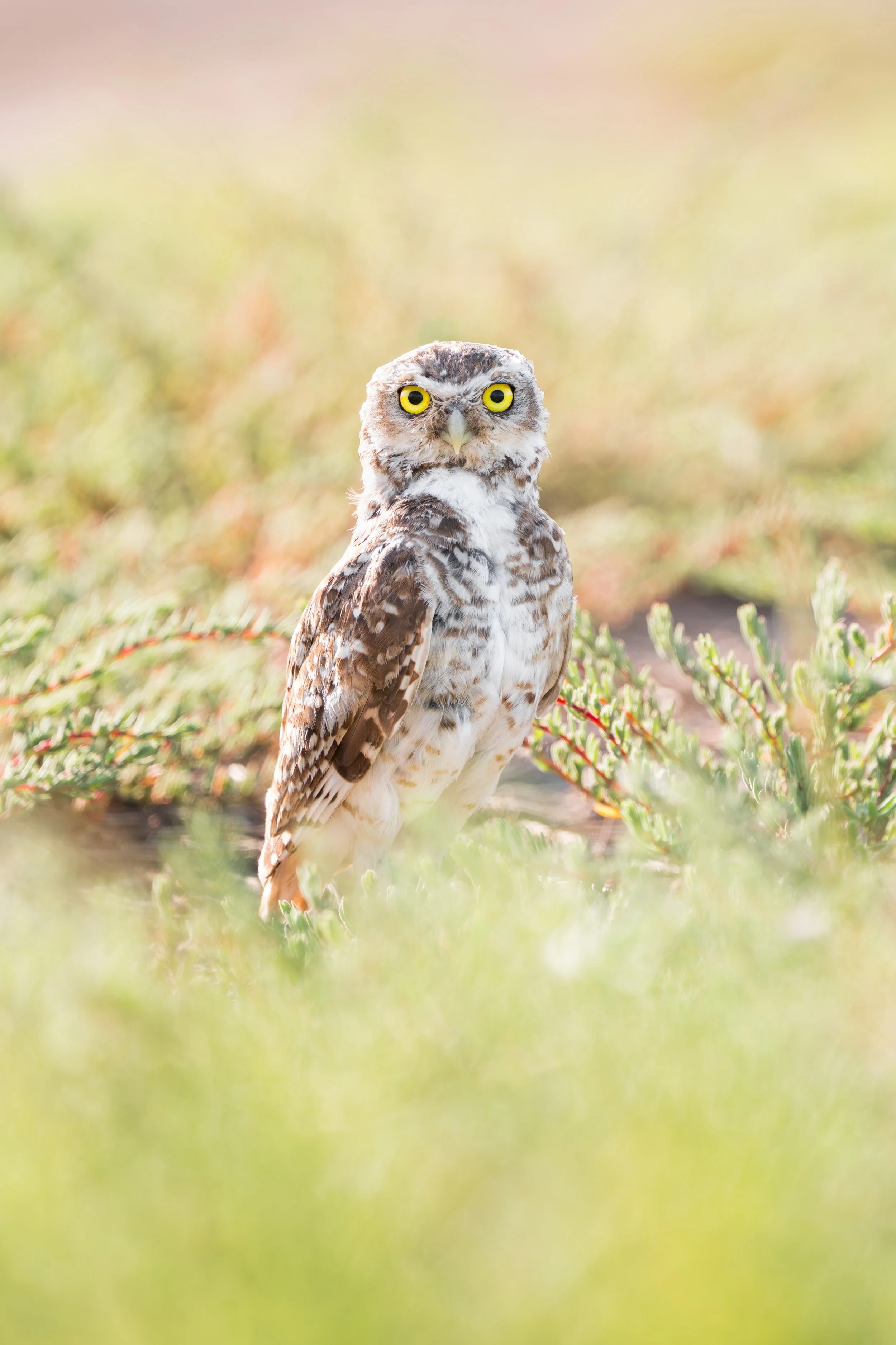 Burrowing Owl