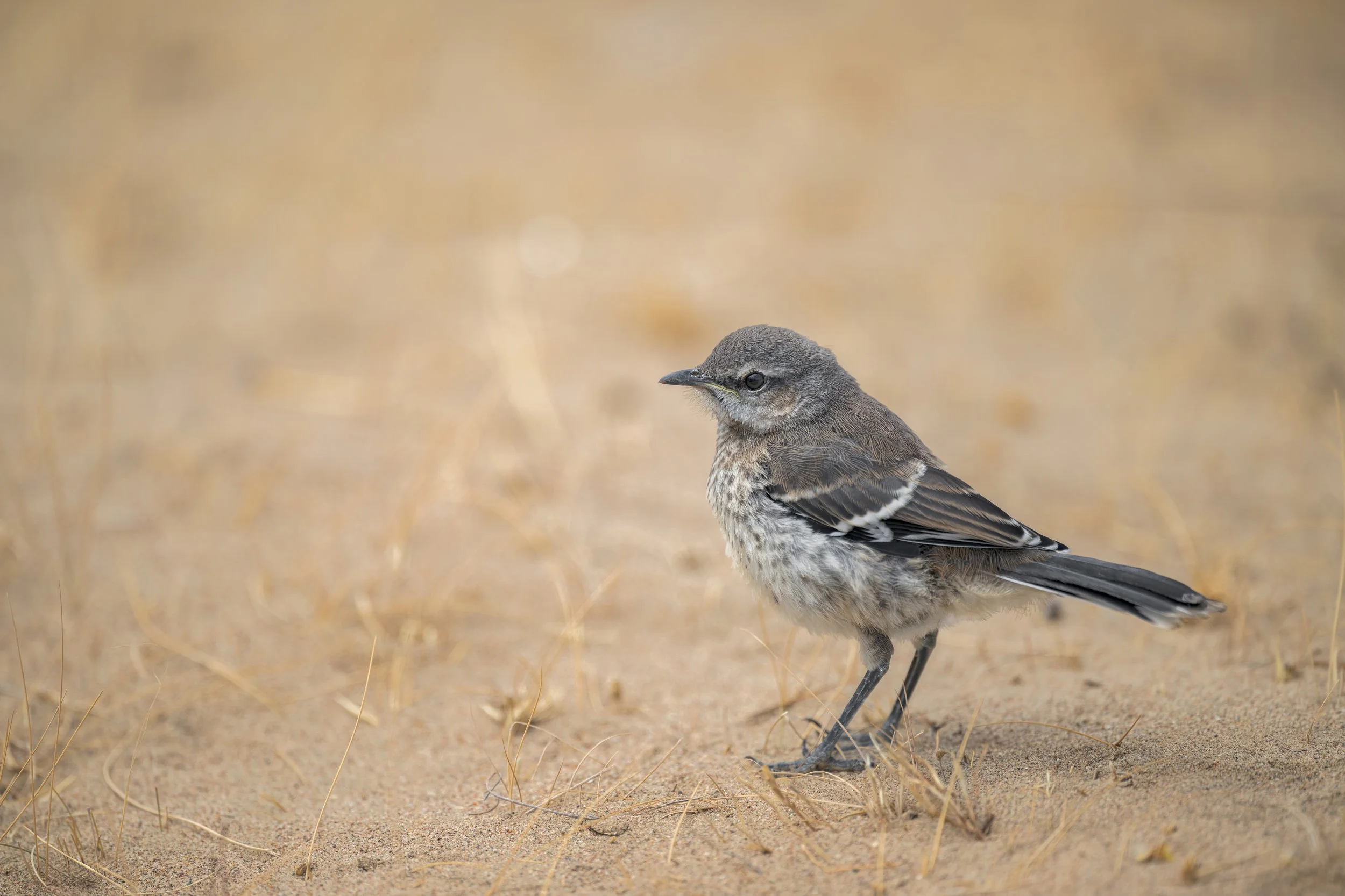 Patagonian Mockingbird / patagonien spottdrosseln / Calandria patagónica