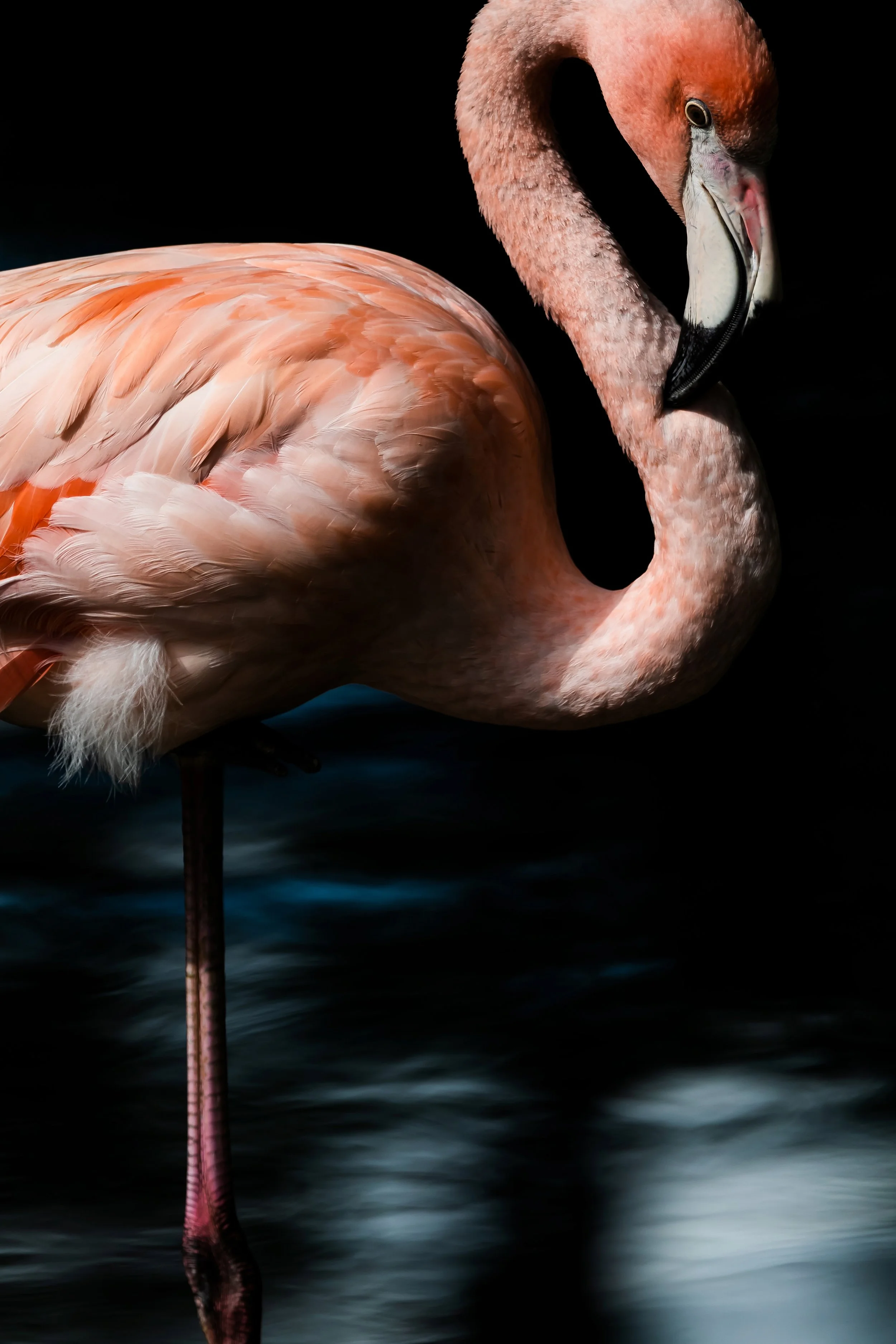Flamingo ( Zoo München )