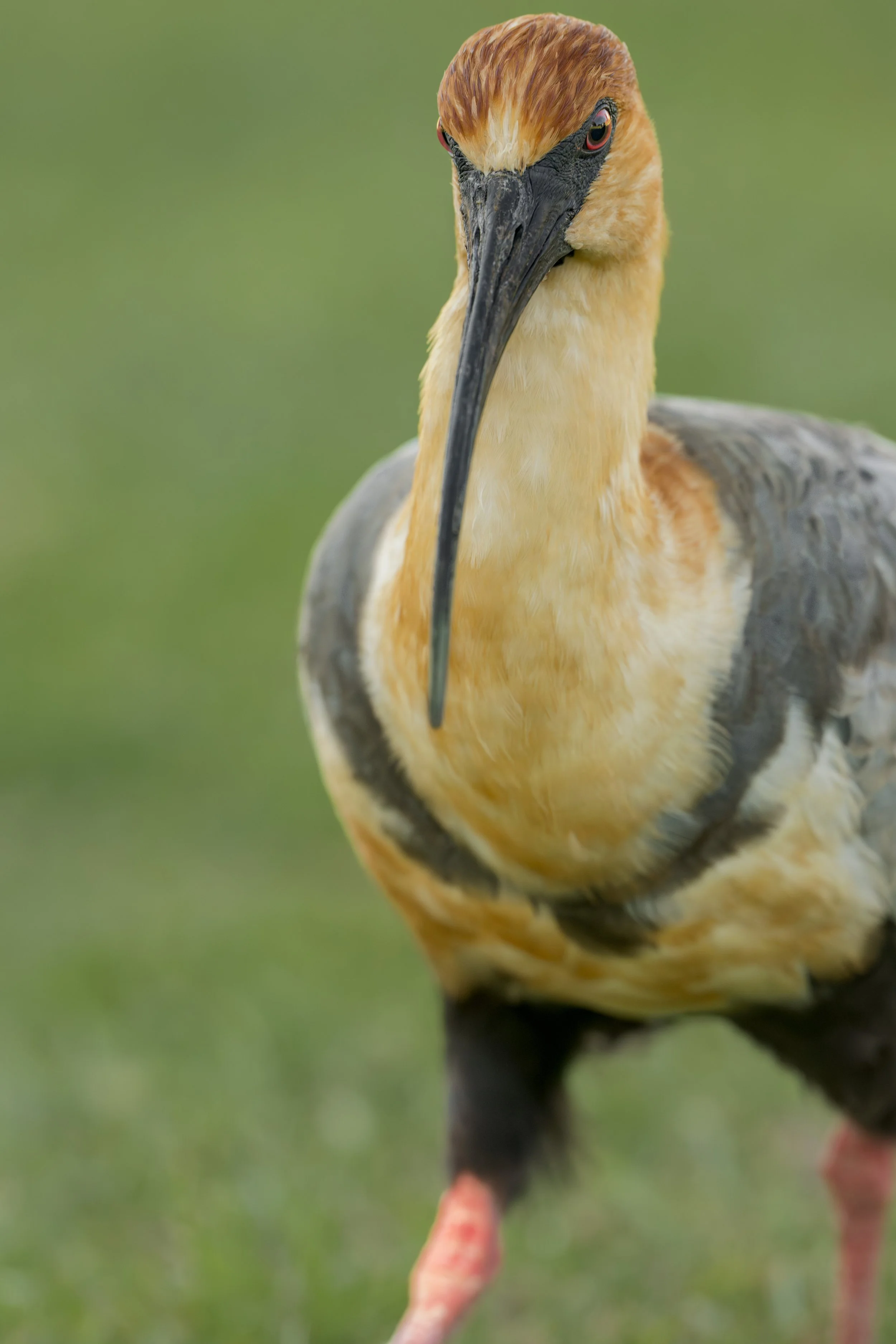 Black faced Ibis