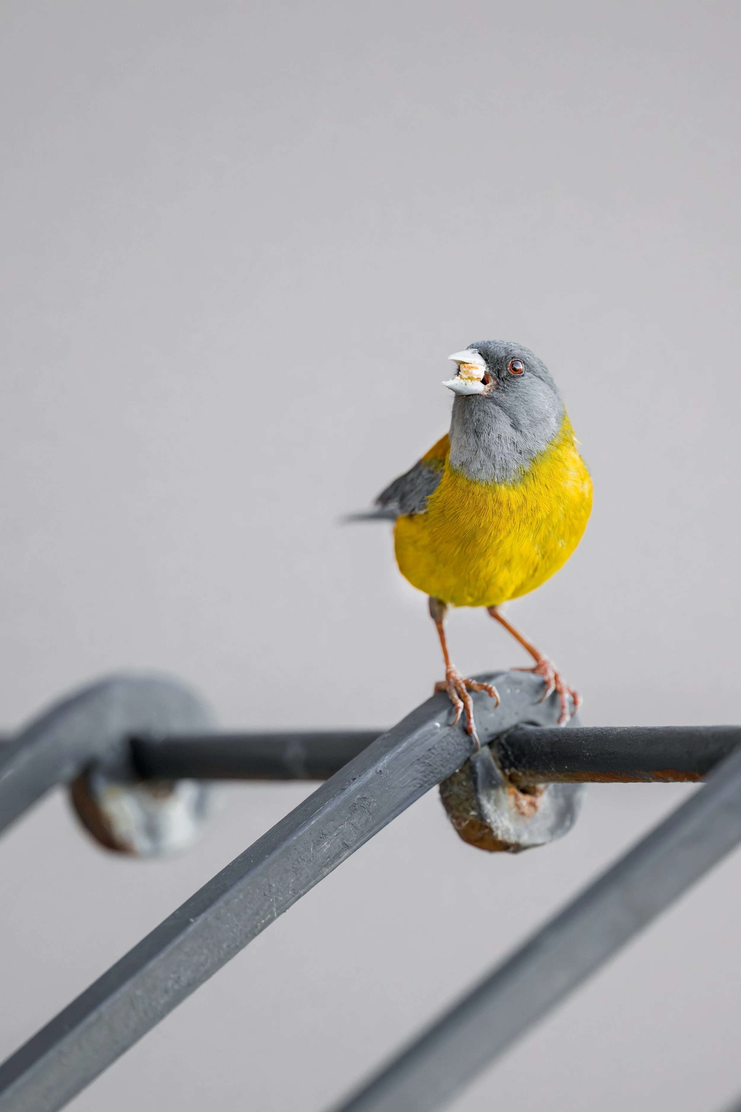 Patagonian Sierra finch