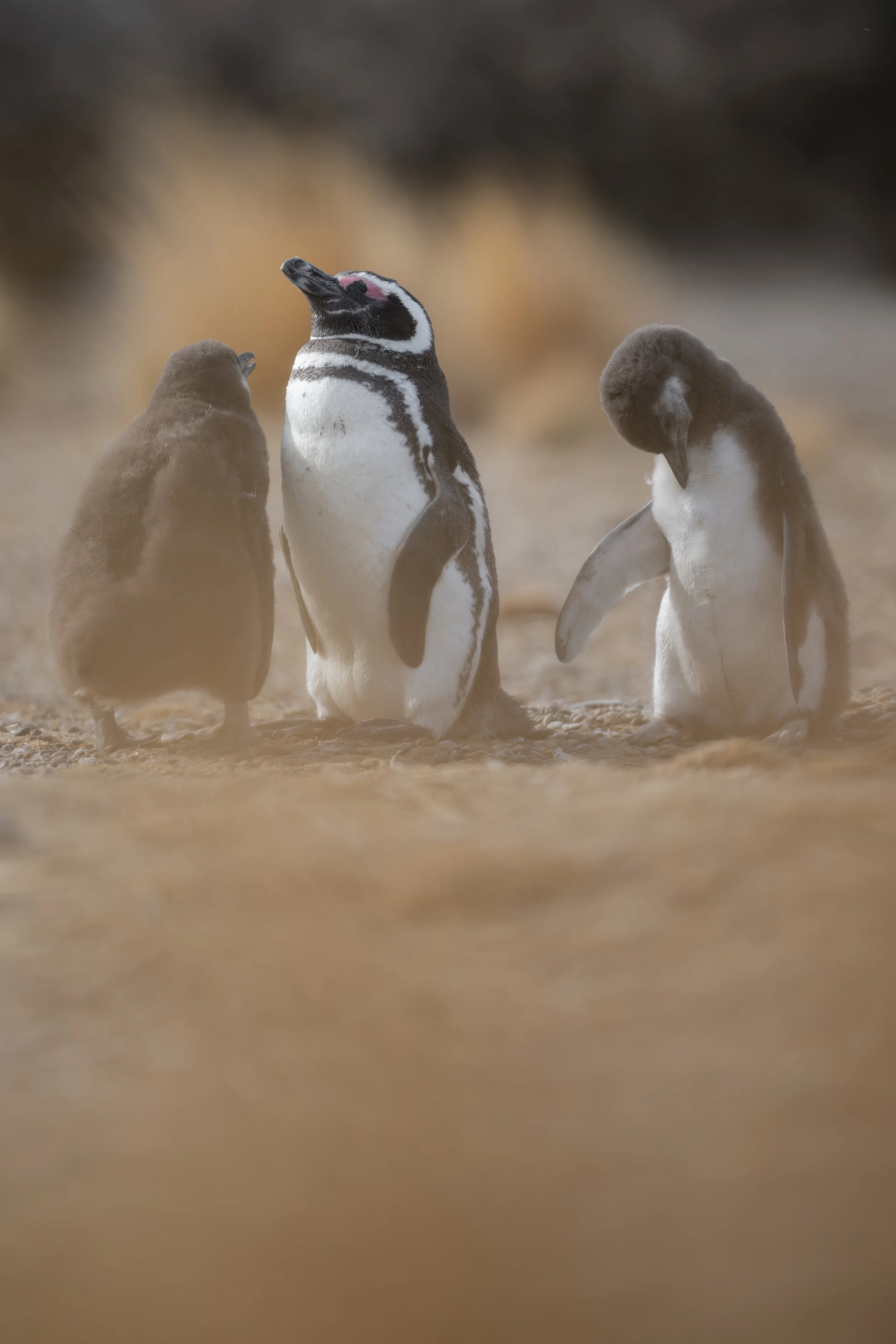 Magellanic penguin / Magellanpinguin / Pingüino magallánico