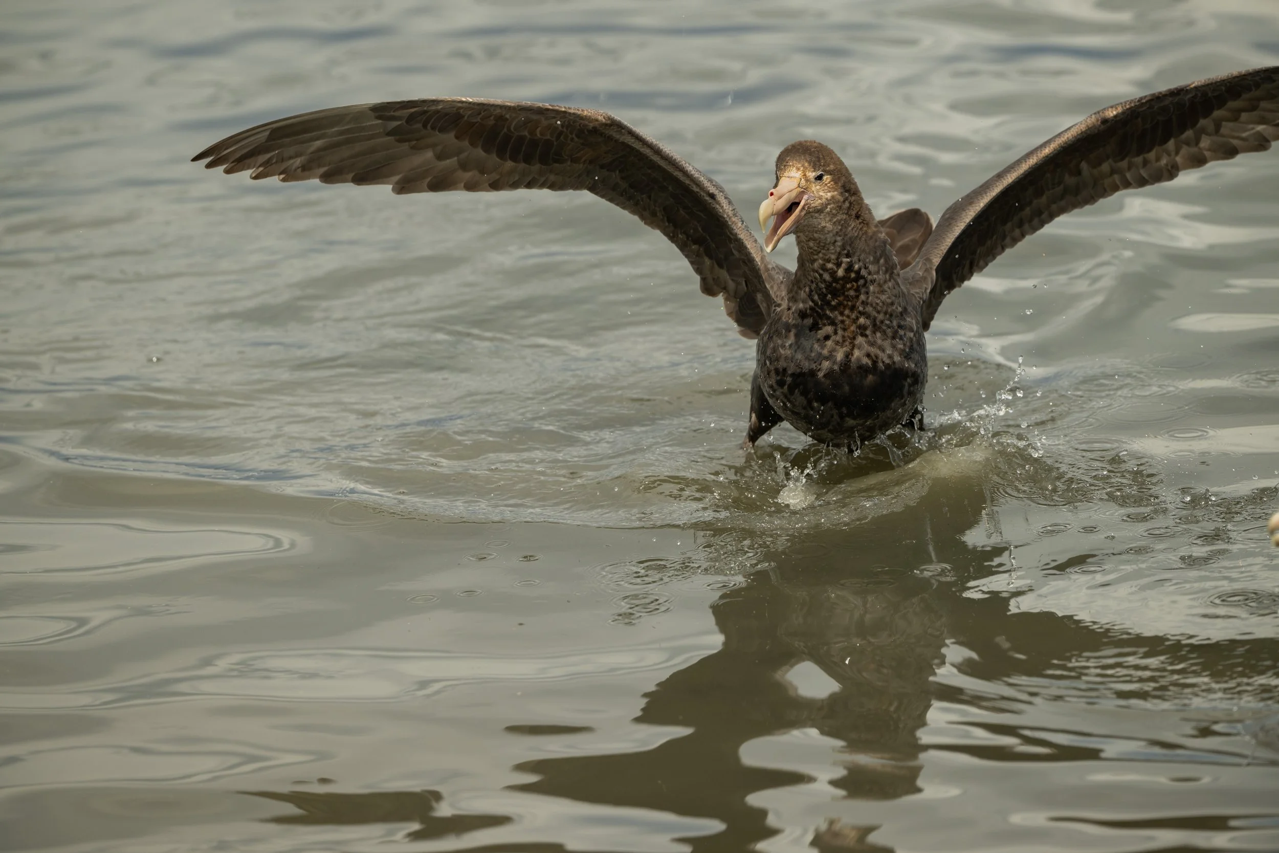 Giant Petrel / Riesensturmvögel / Petrel gigante