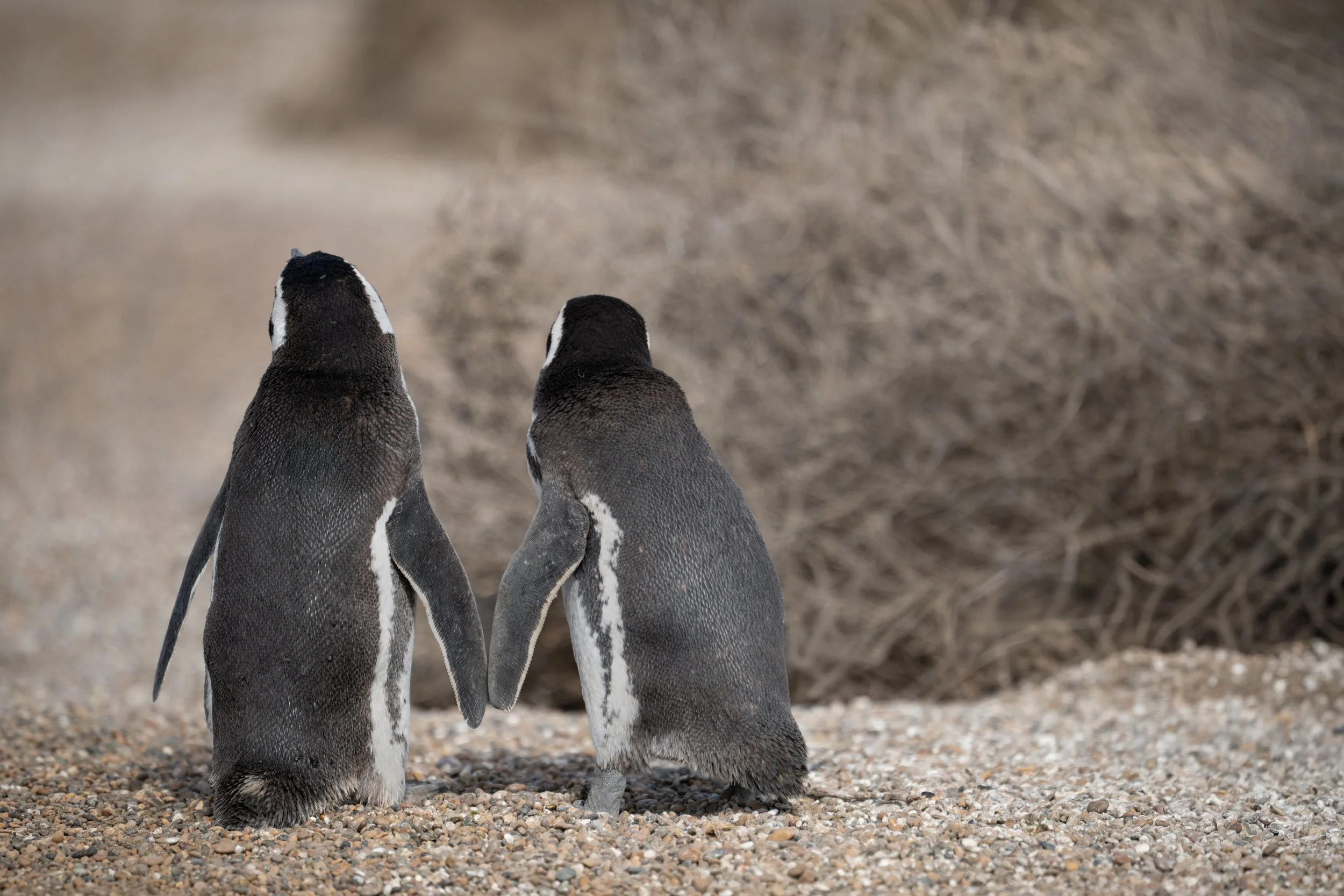 Magellanic penguin / Magellanpinguin / Pingüino magallánico