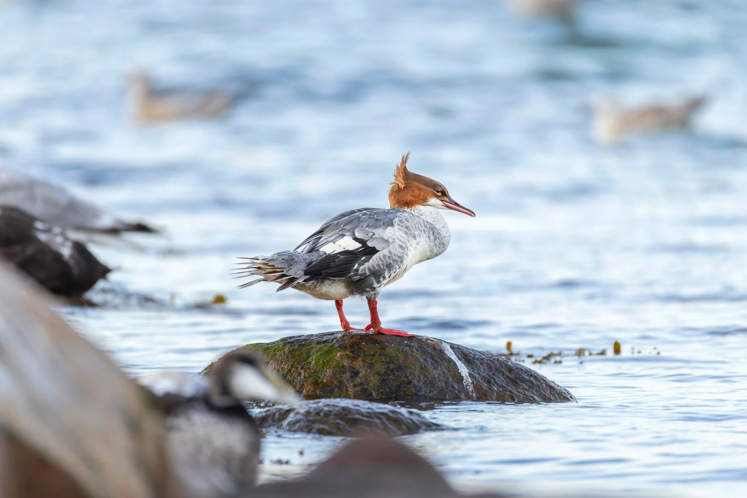 Gänsesäger ( Schweden )
