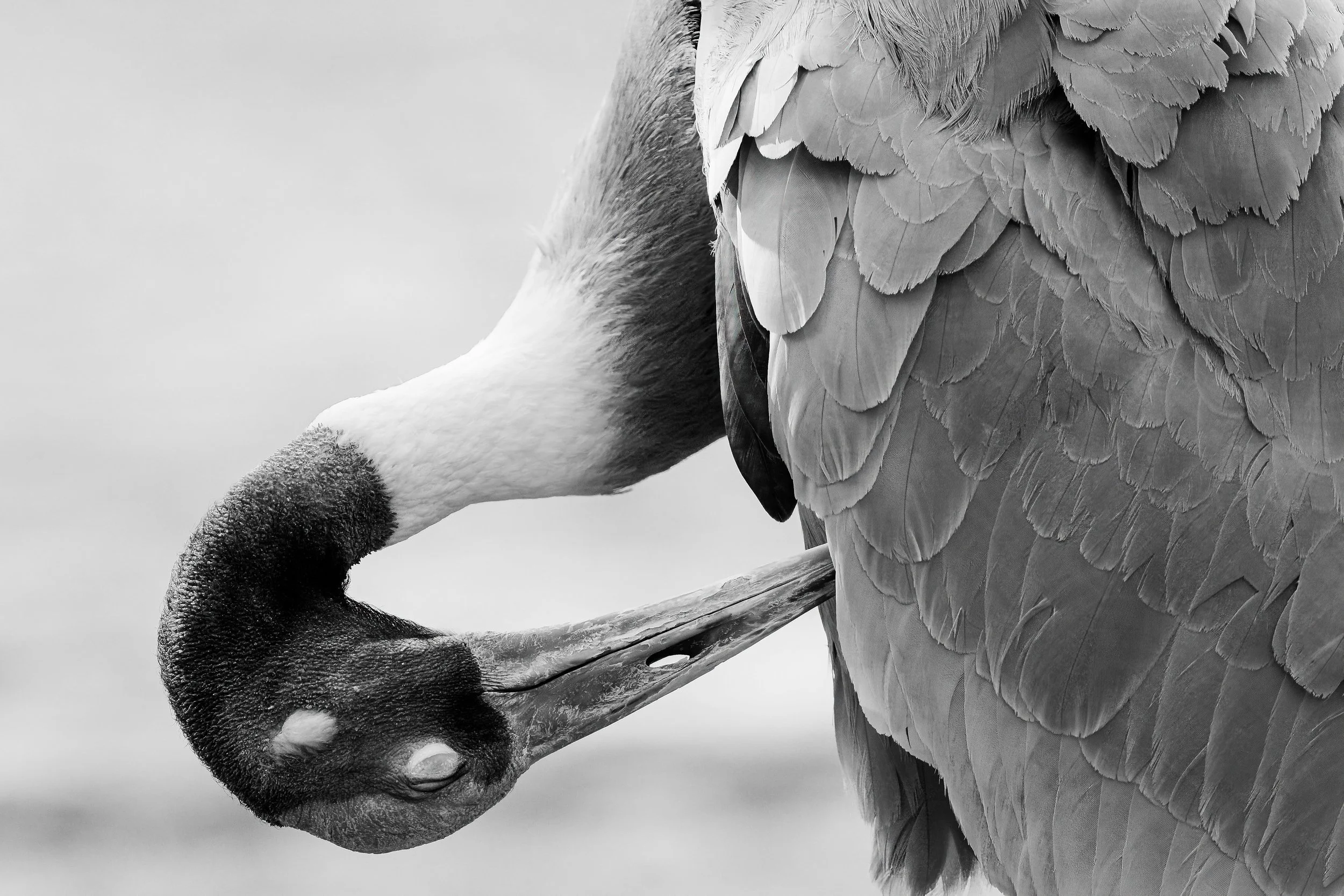 ( Zoo / Deutschland )