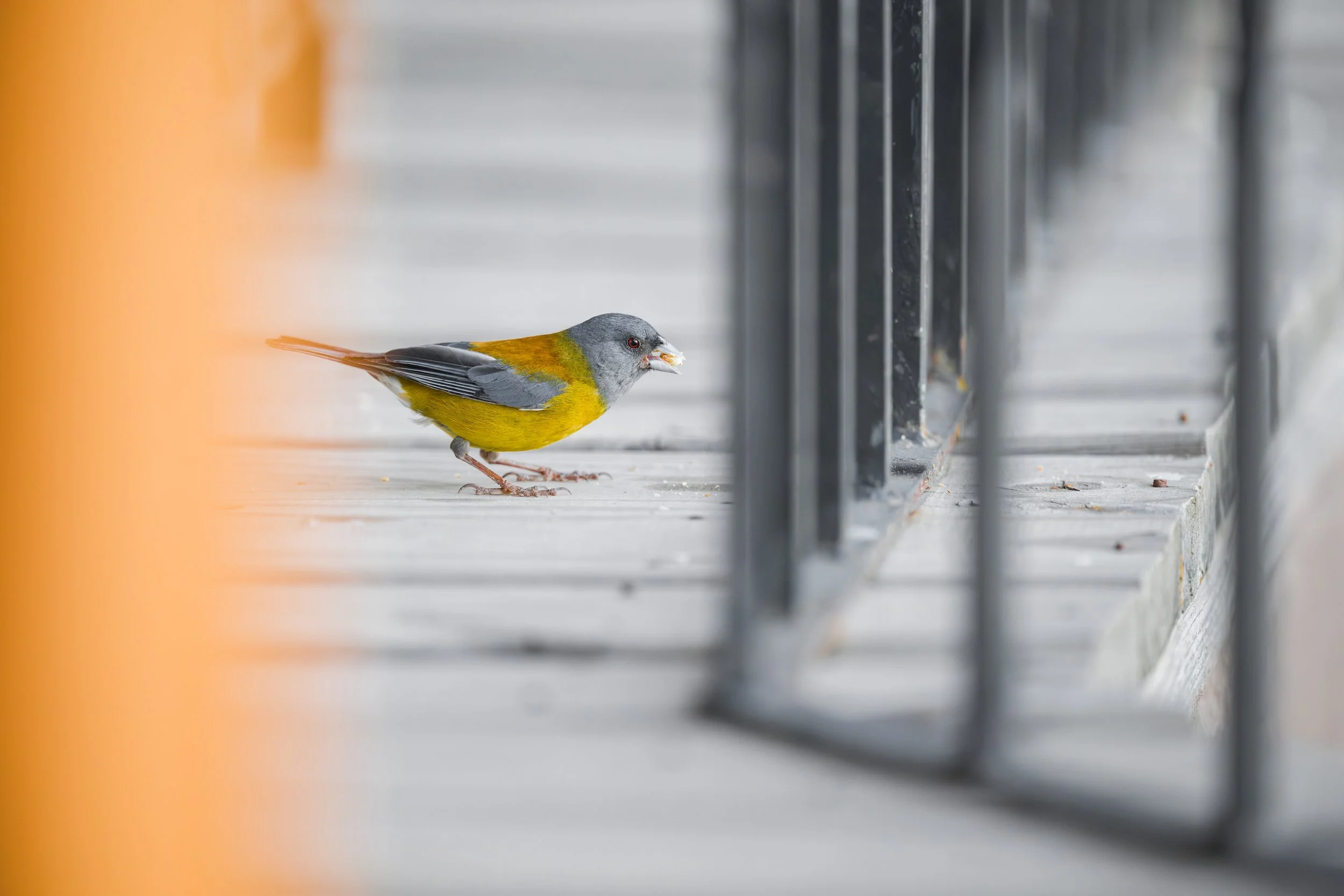 Patagonian Sierra finch