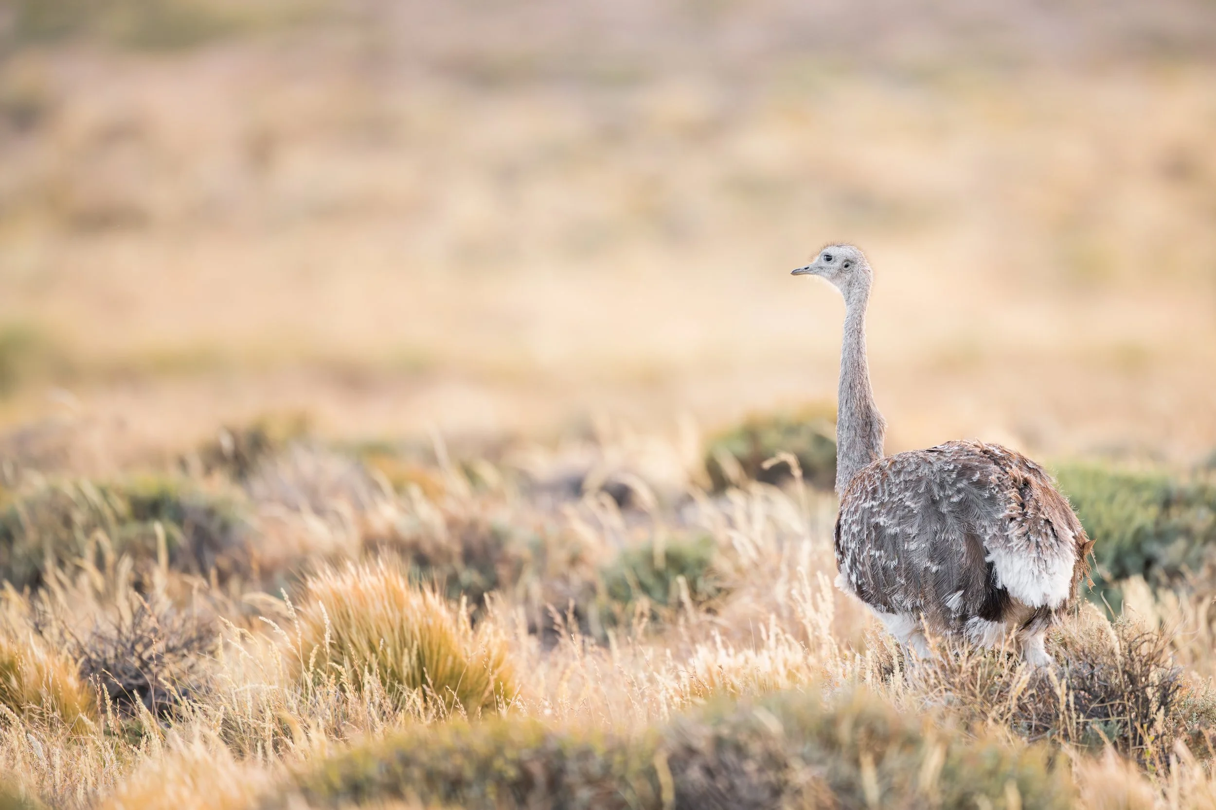 Darwin's rhea / Darwinnandu / Ñandú, Choique