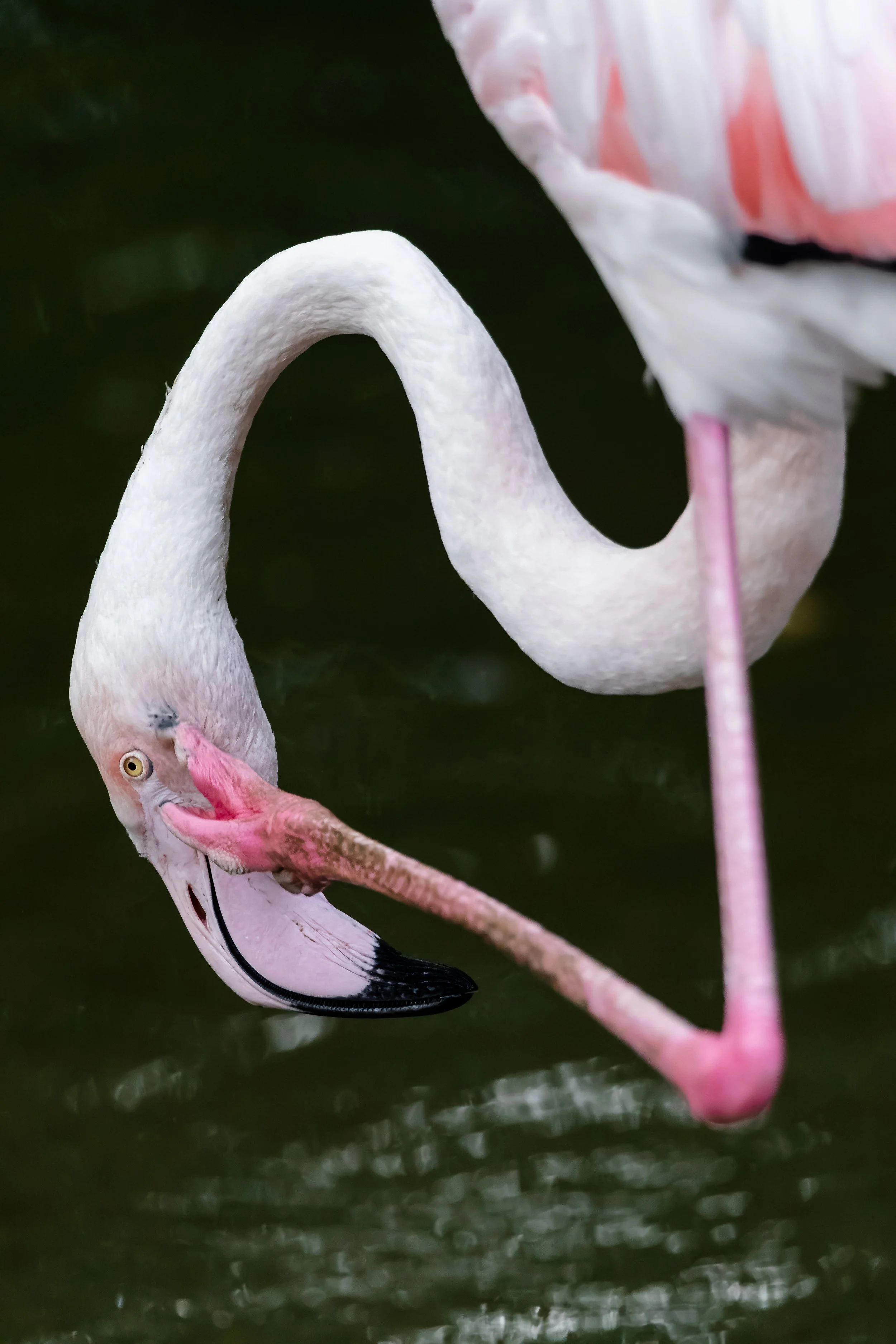 ( Zoo / Deutschland )