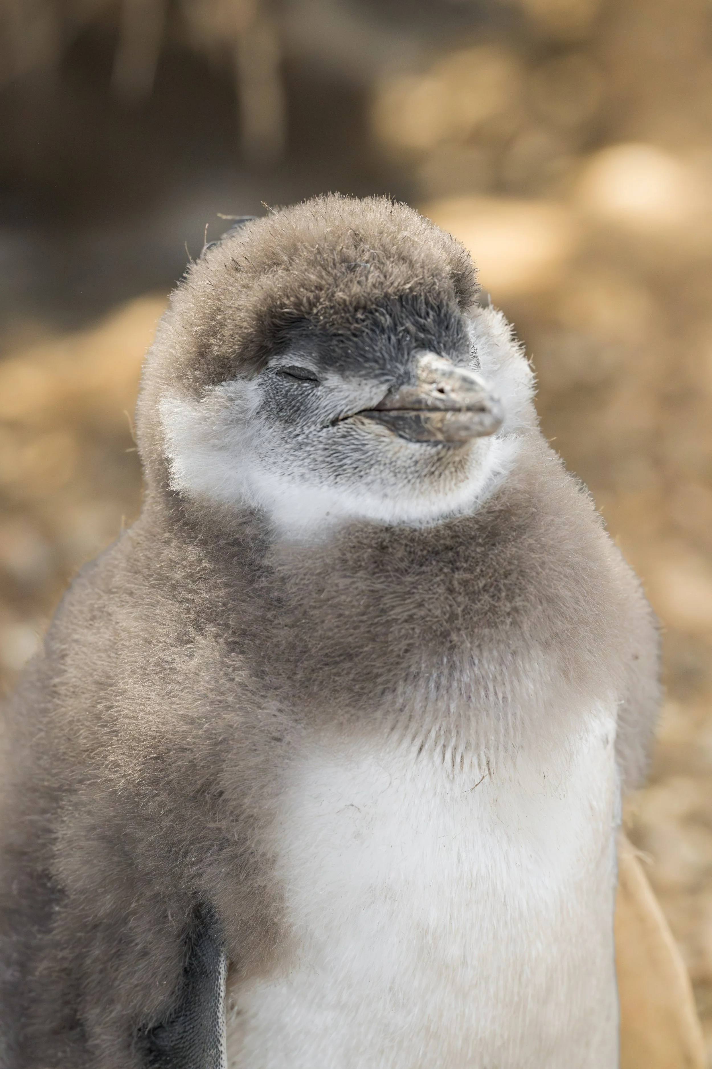 Magellanic penguin / Magellanpinguin / Pingüino magallánico