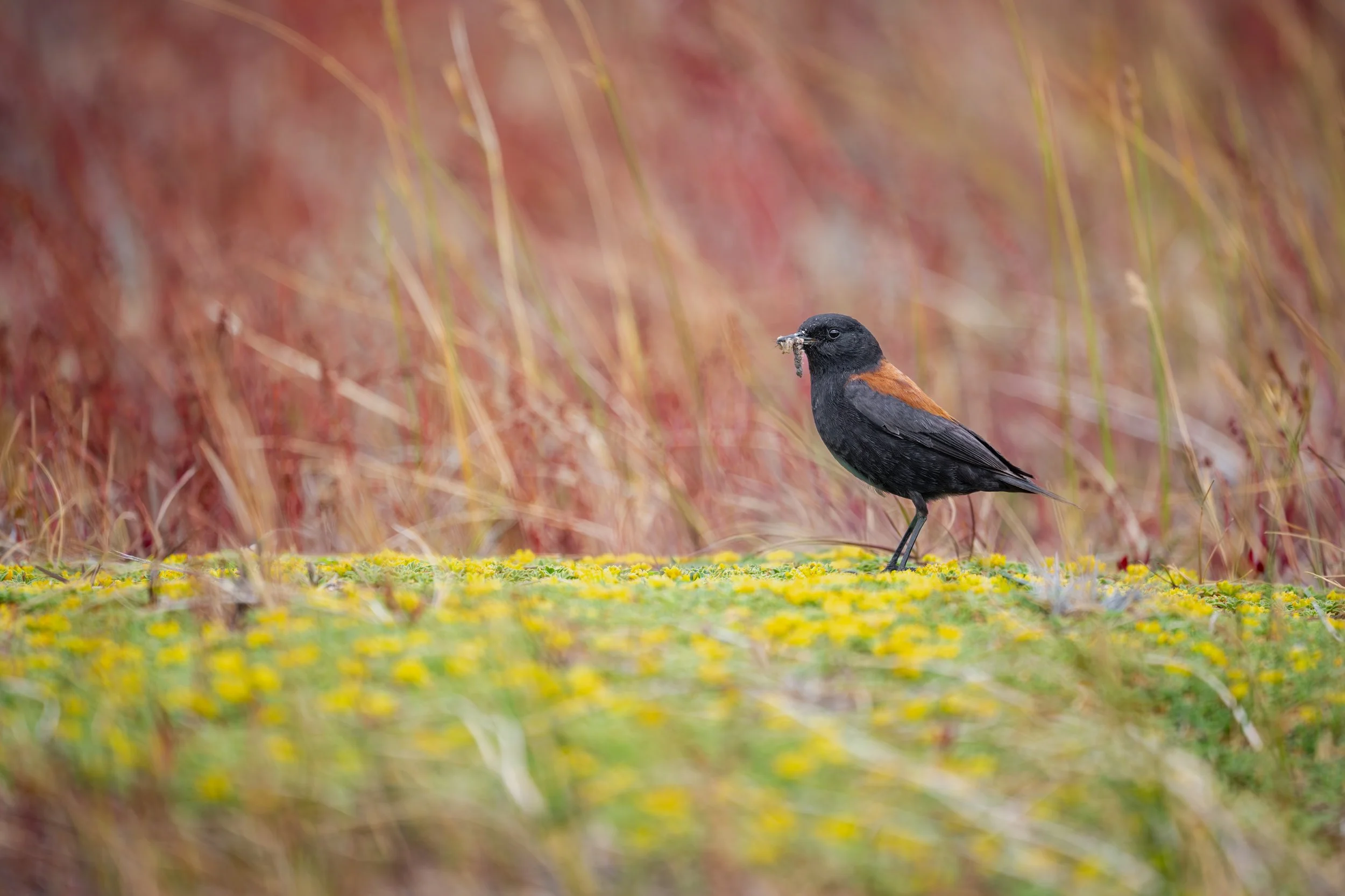 Patagonian negrito