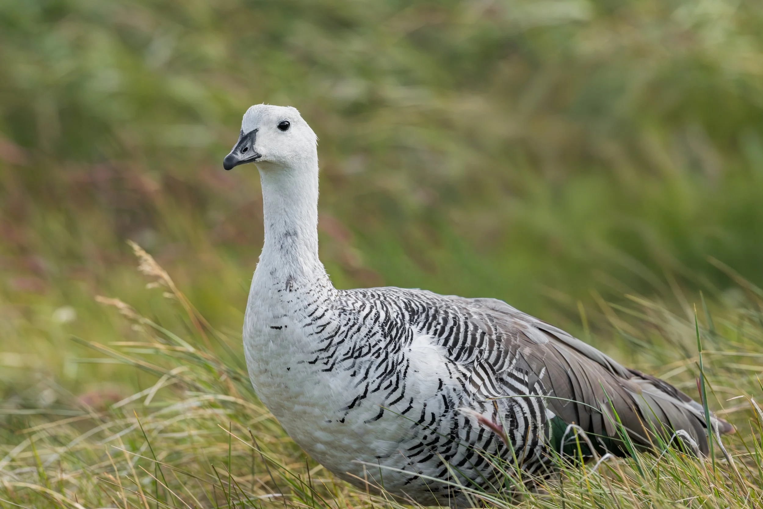 Upland goose / Magellangans / Caiquén