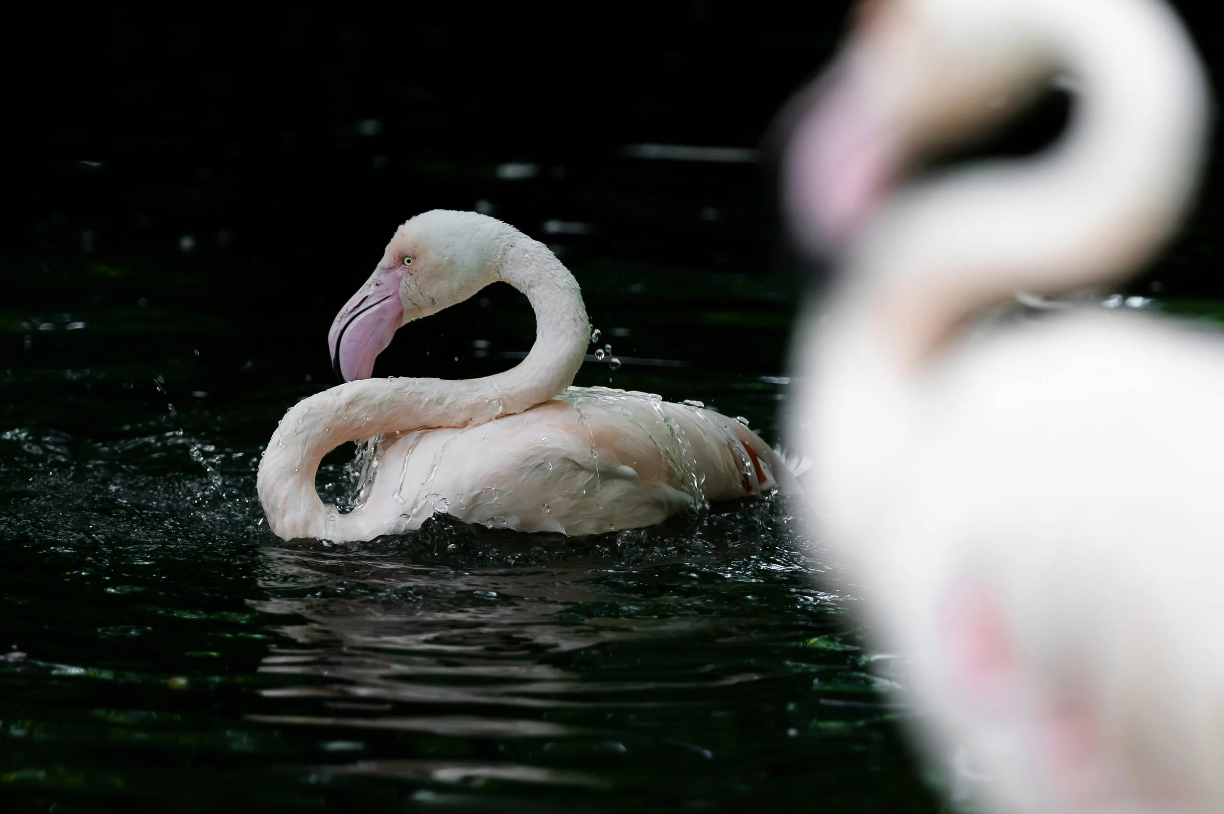 Flamingo ( Zoo München )