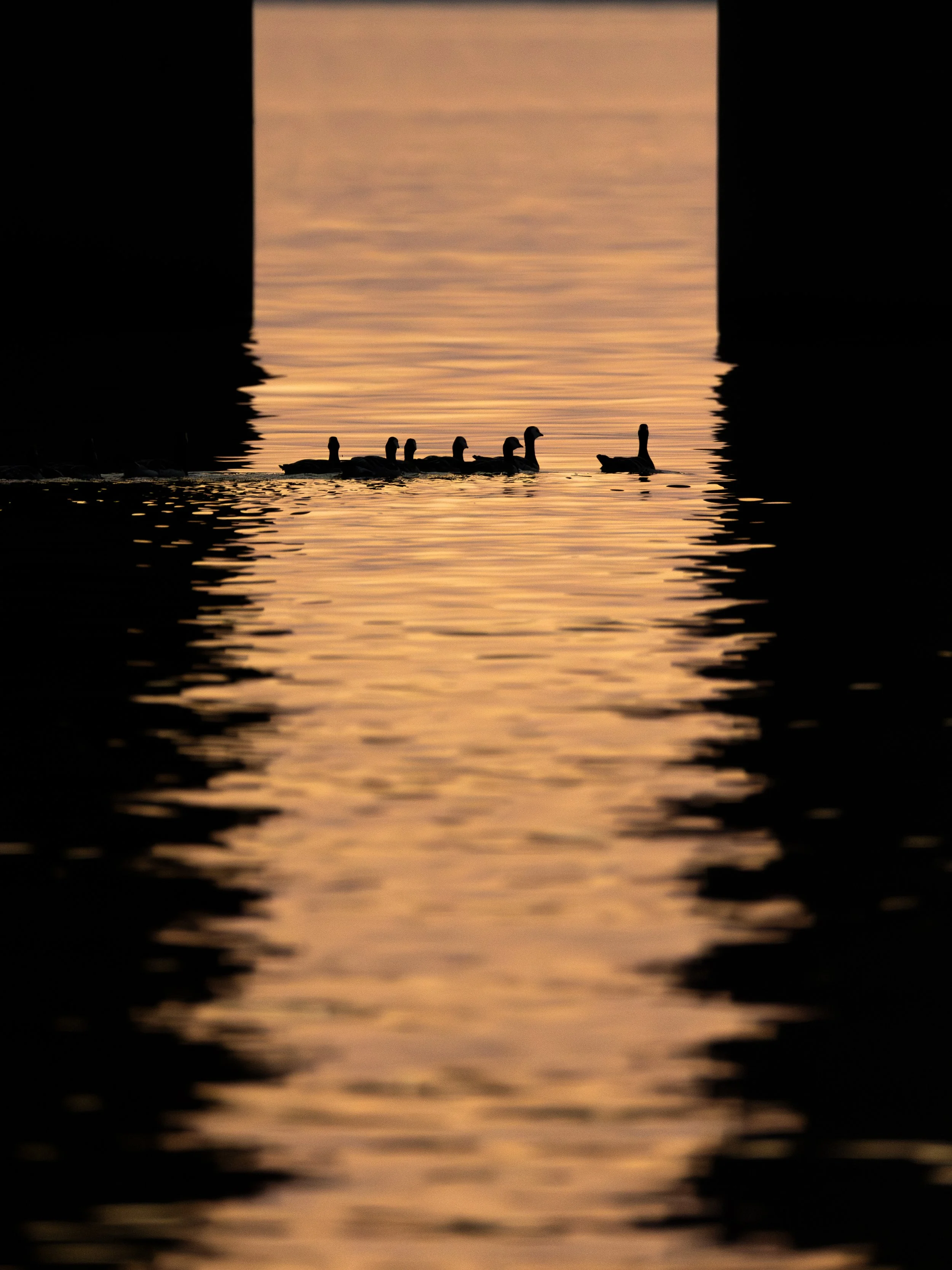 Enten ( Schweden )