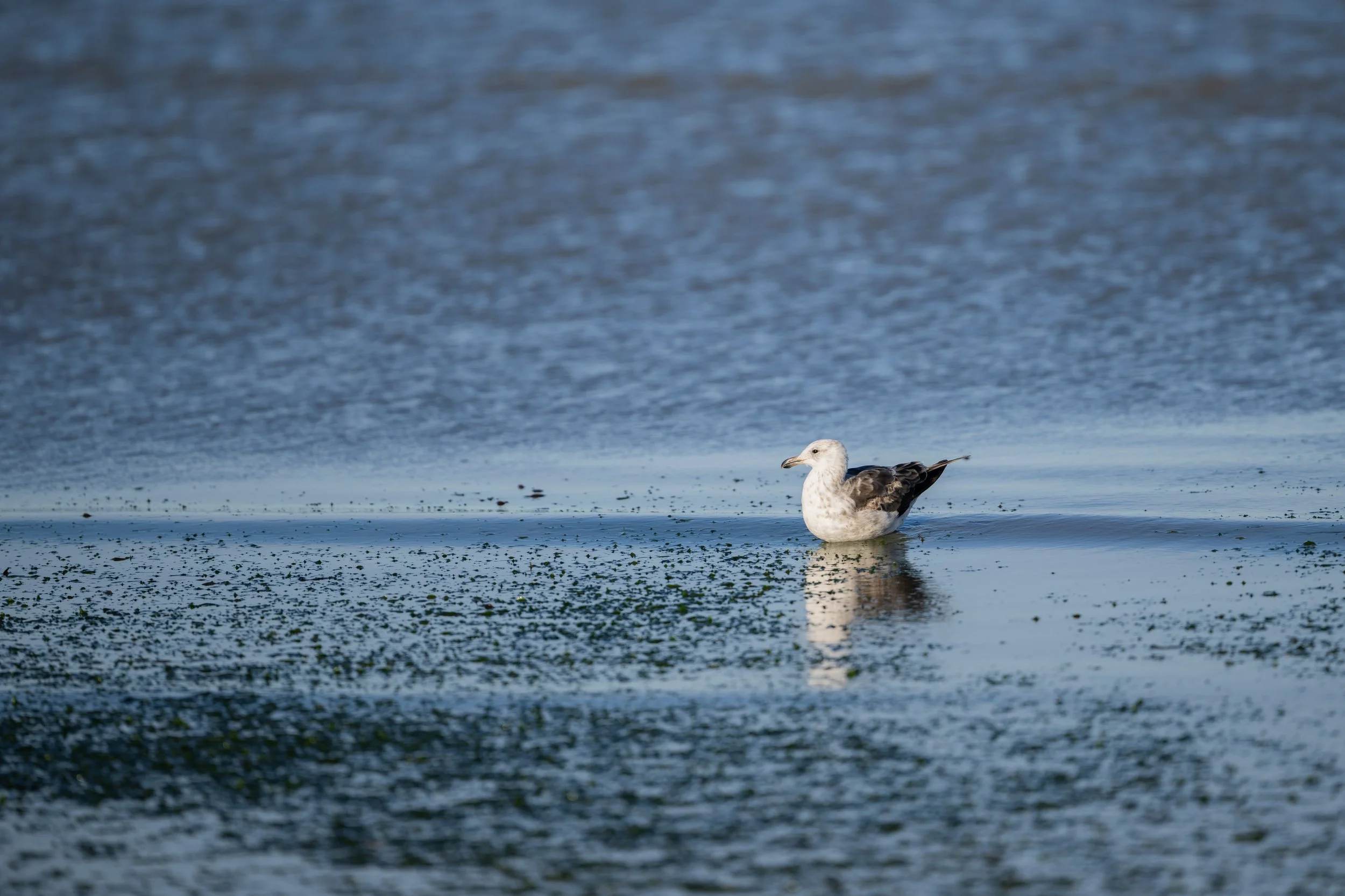 great black-backed gull / Mantelmöwe / gaviota atlántica