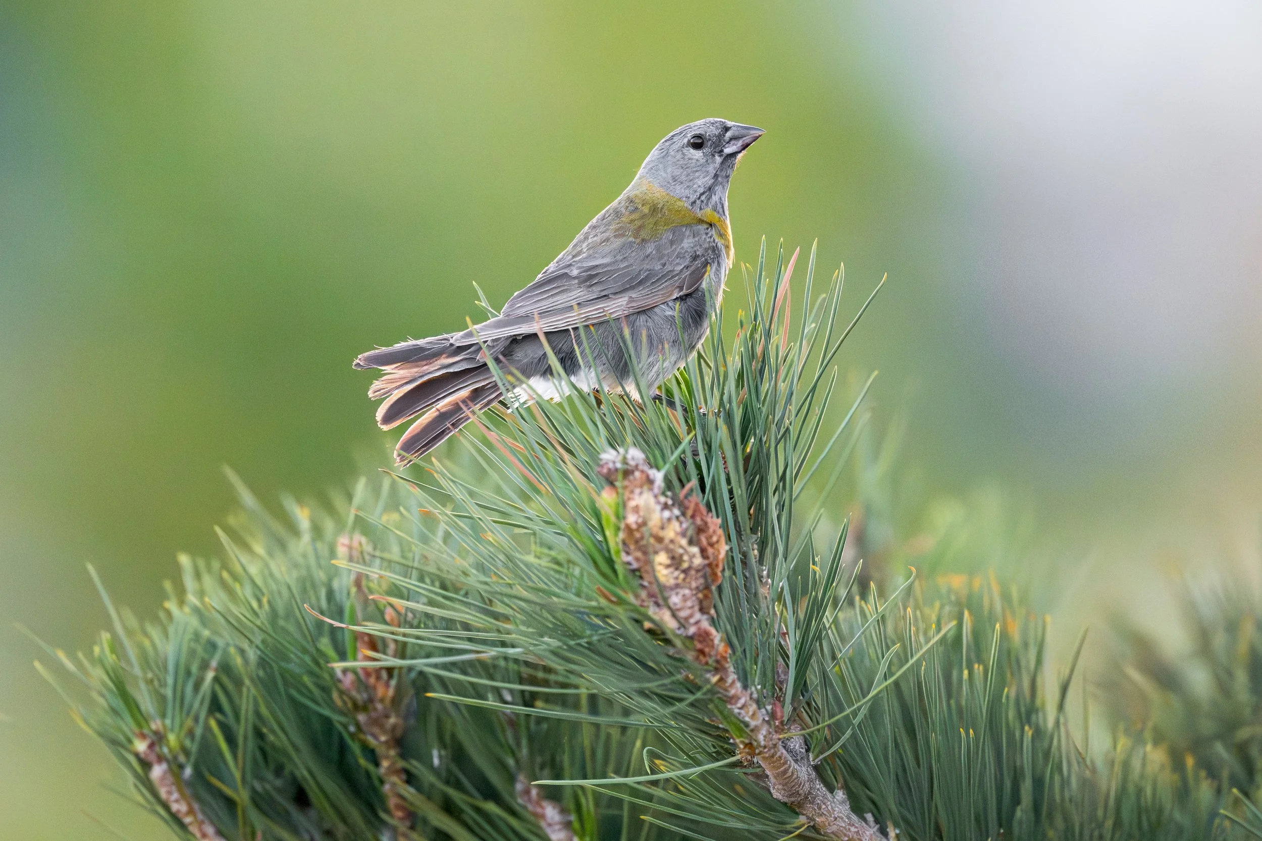 Gray-hooded Sierra Finch 