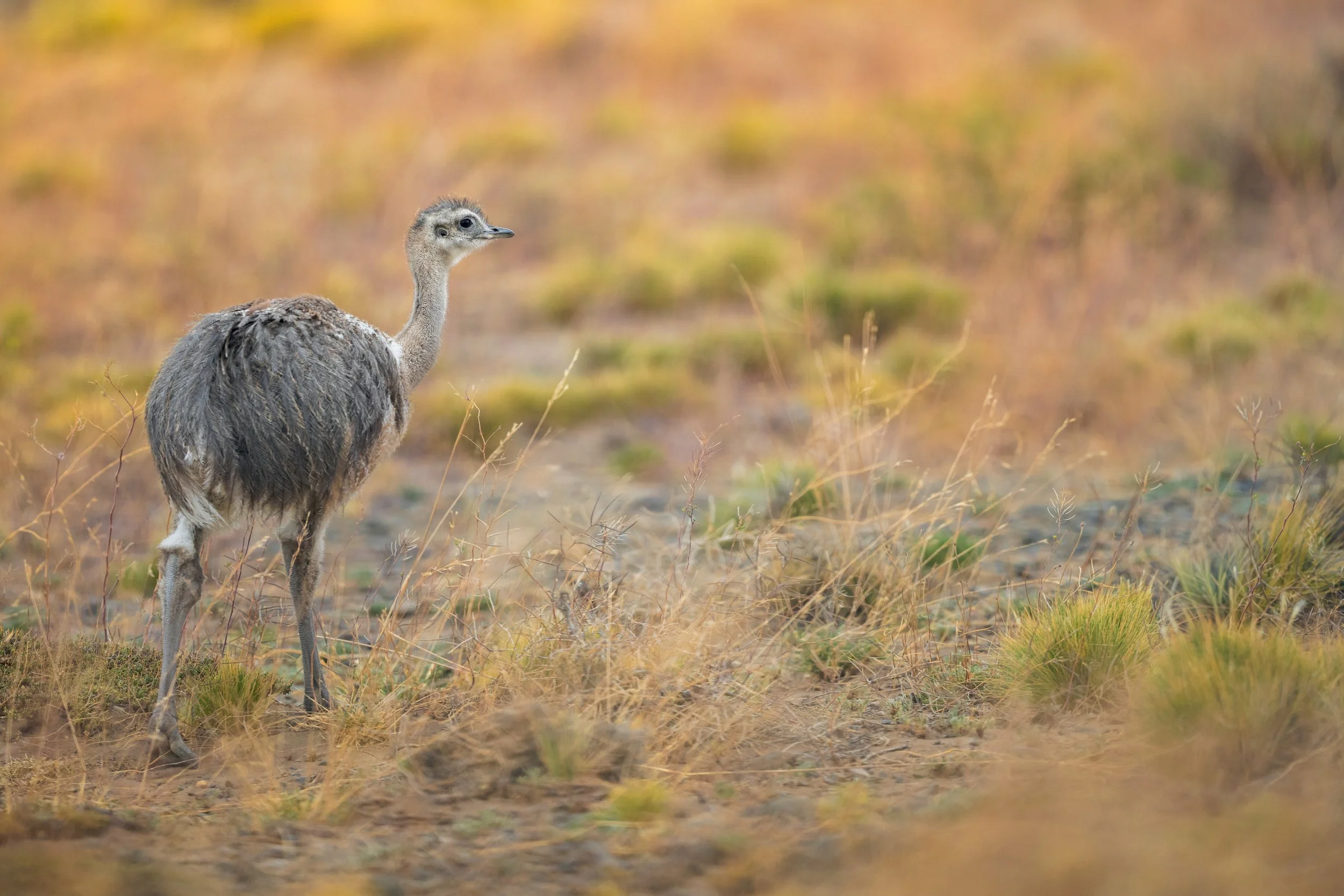 Darwin's rhea / Darwinnandu / Ñandú, Choique