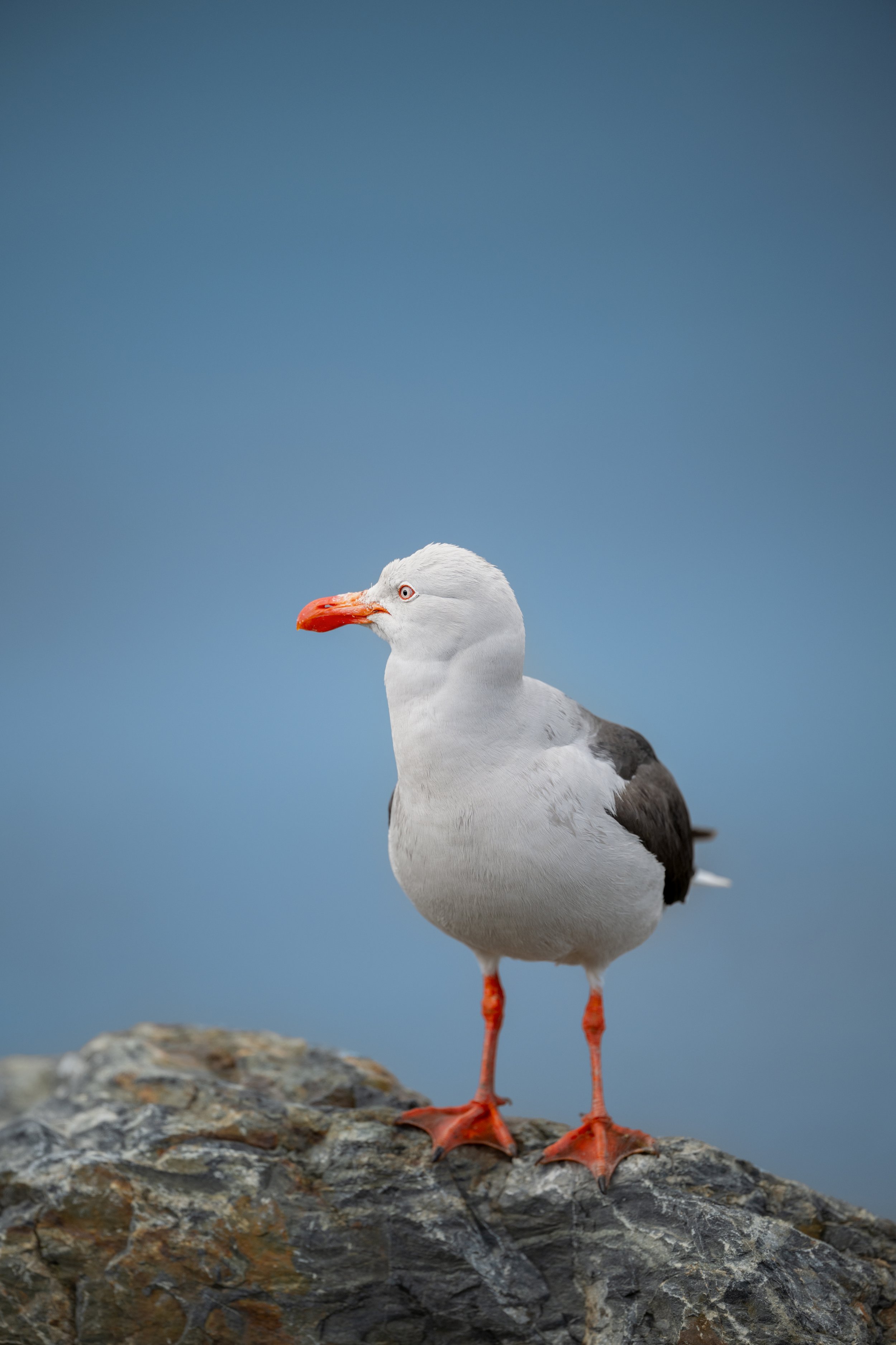  Magellan Gull  / Blutschnabelmöve / Gaviota Magallánica