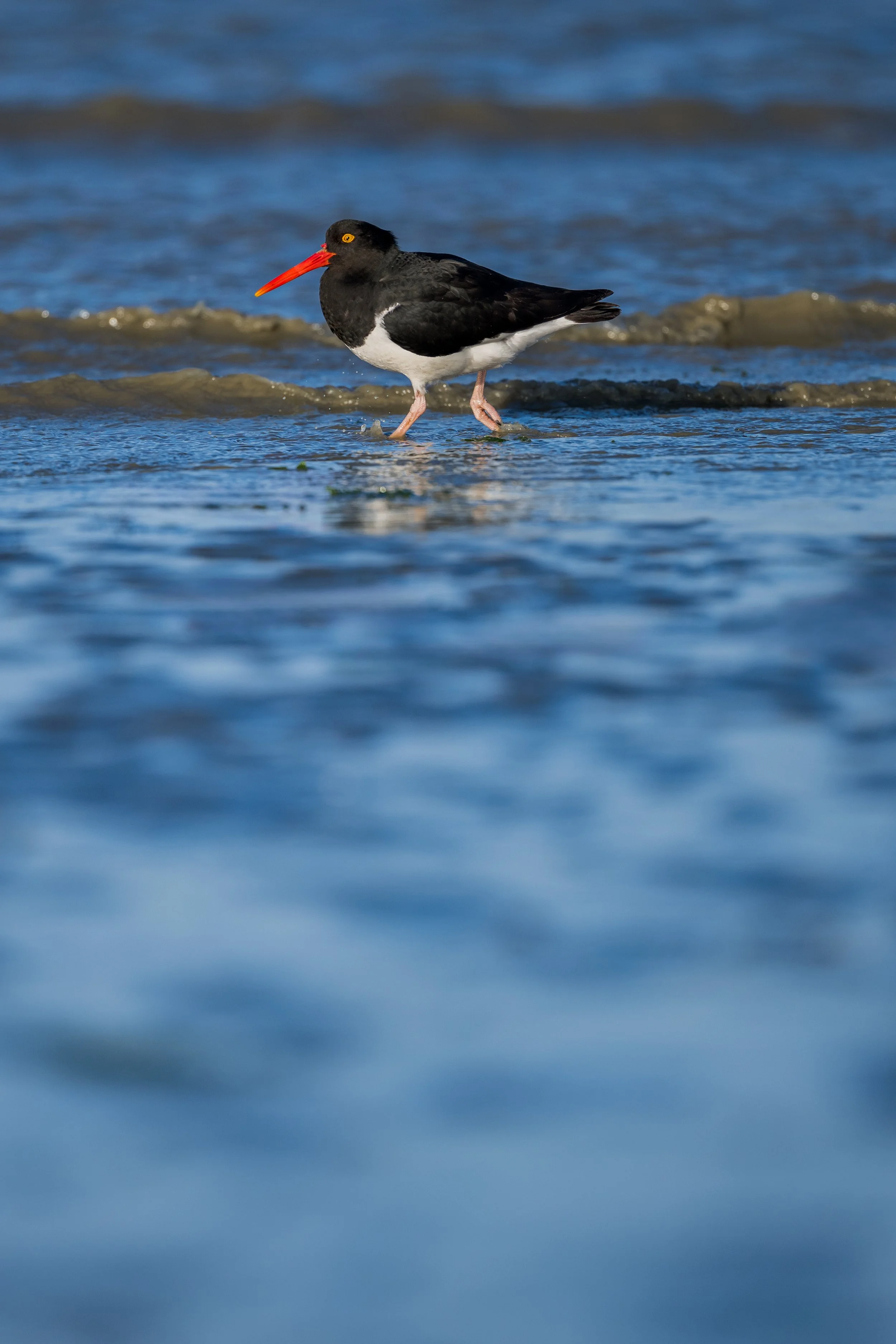  Magellanic Oystercatcher / Feuerland-Auternfischer / Ostrero Magallánico