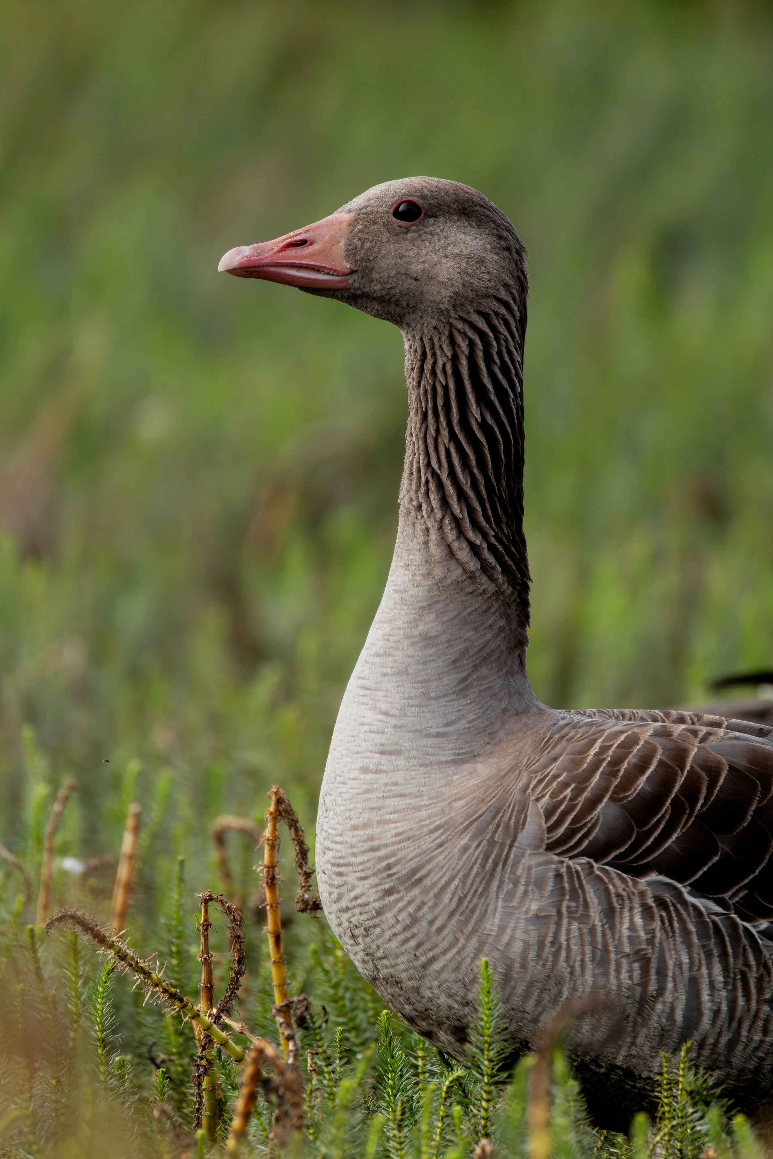 Graugans ( Schweden )