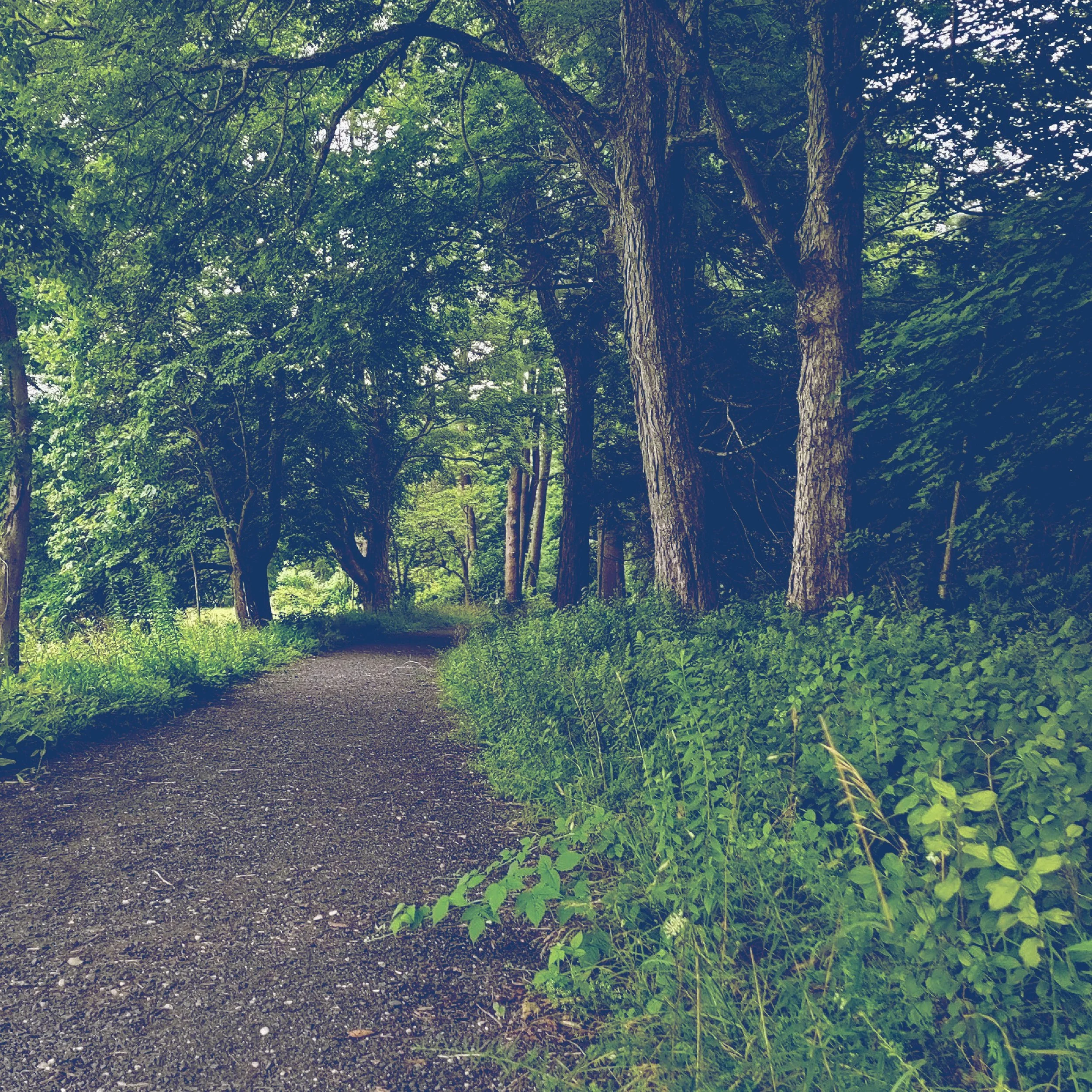 A dirt pathway in a lush green forest with tall trees and dense foliage