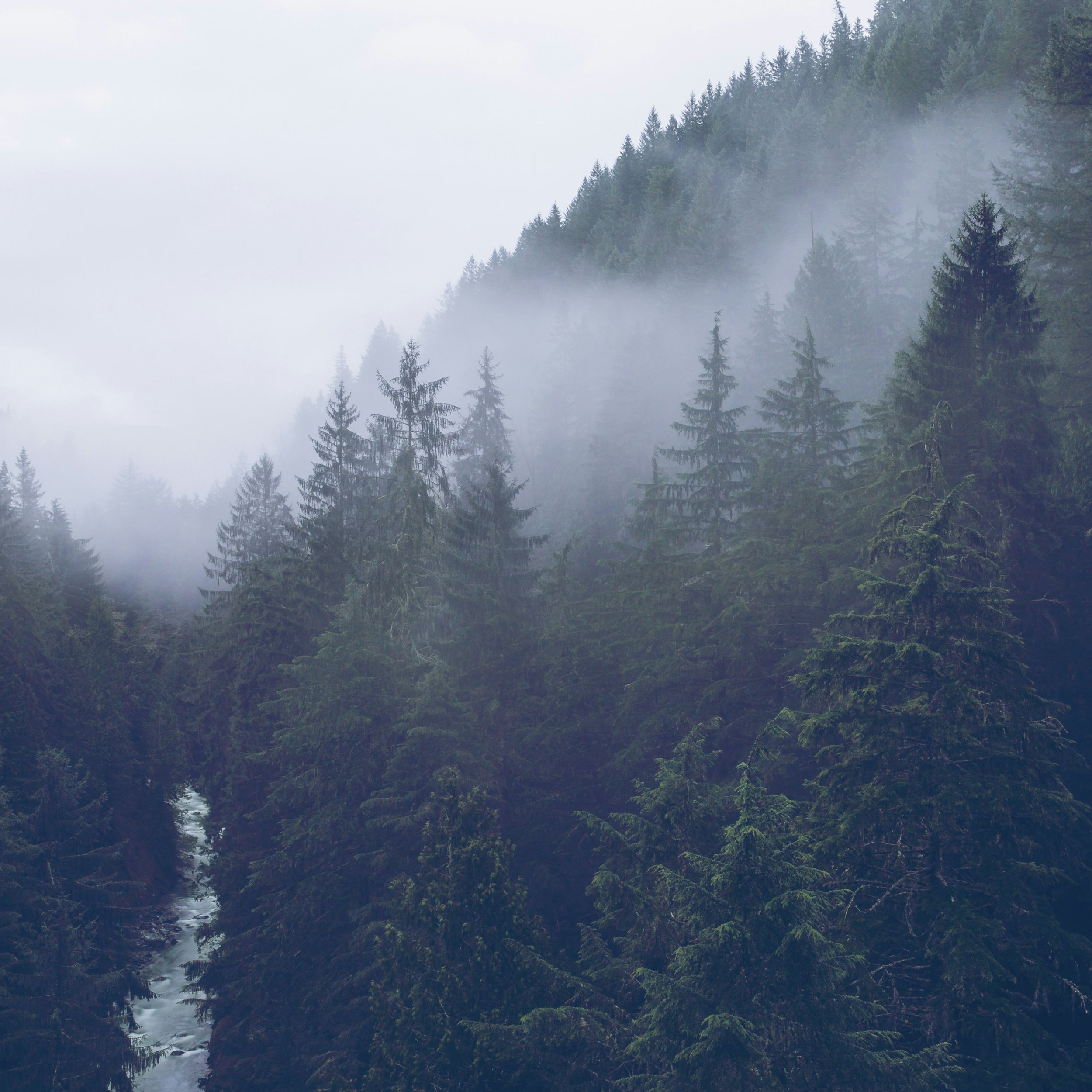 A foggy forest with tall evergreen trees and a river running through the valley.