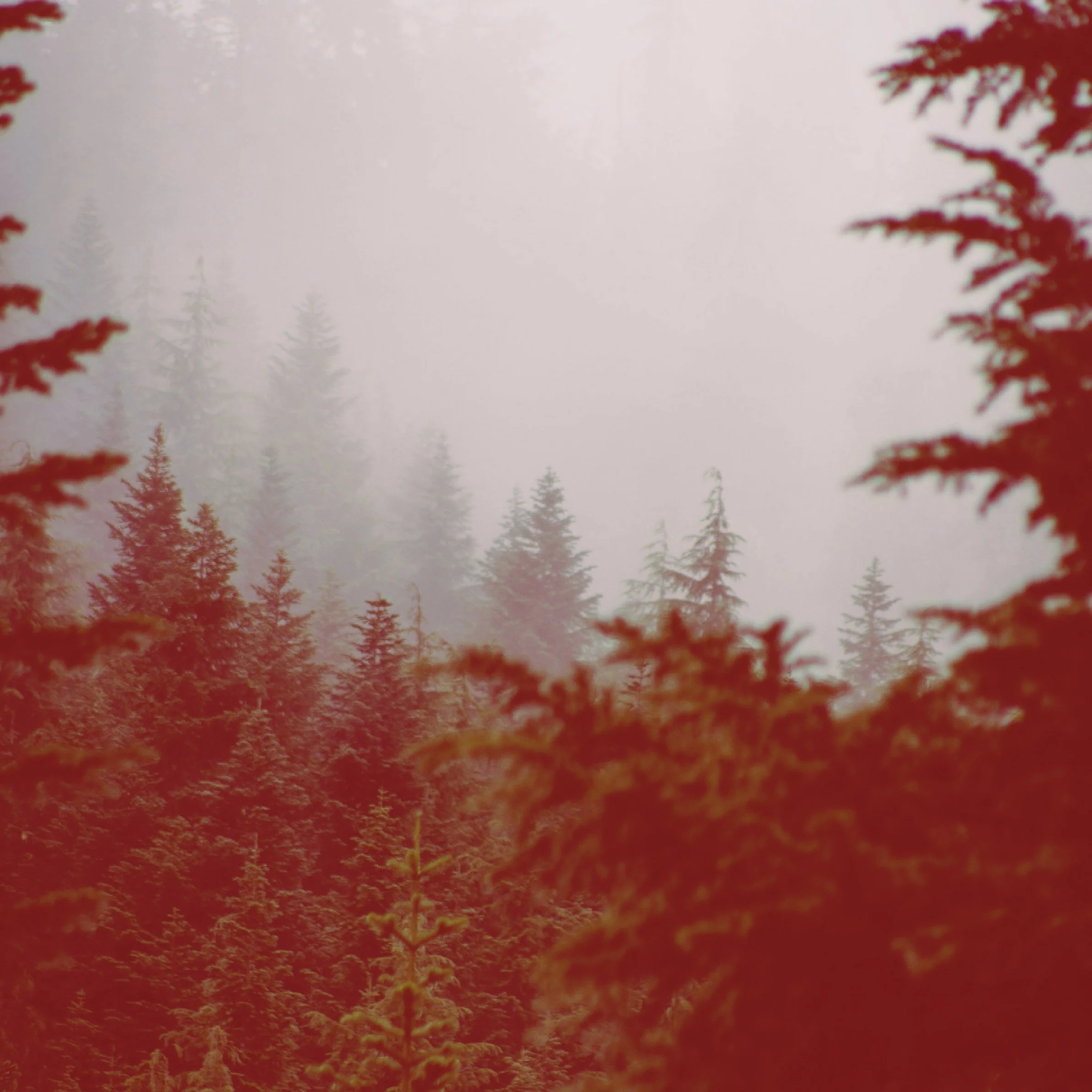 A foggy forest landscape with tall trees and red autumn leaves around the edges.