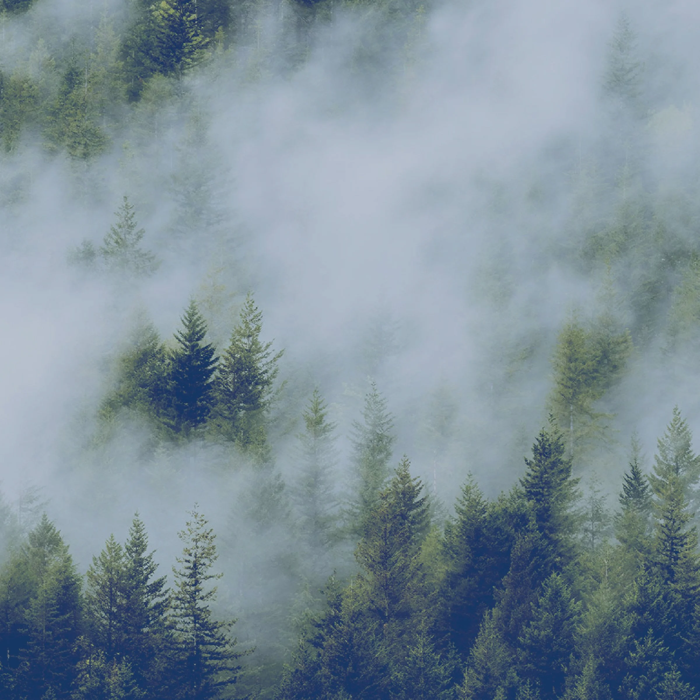 A forest scene viewed from below, showing tall trees with some mist or fog surrounding them.