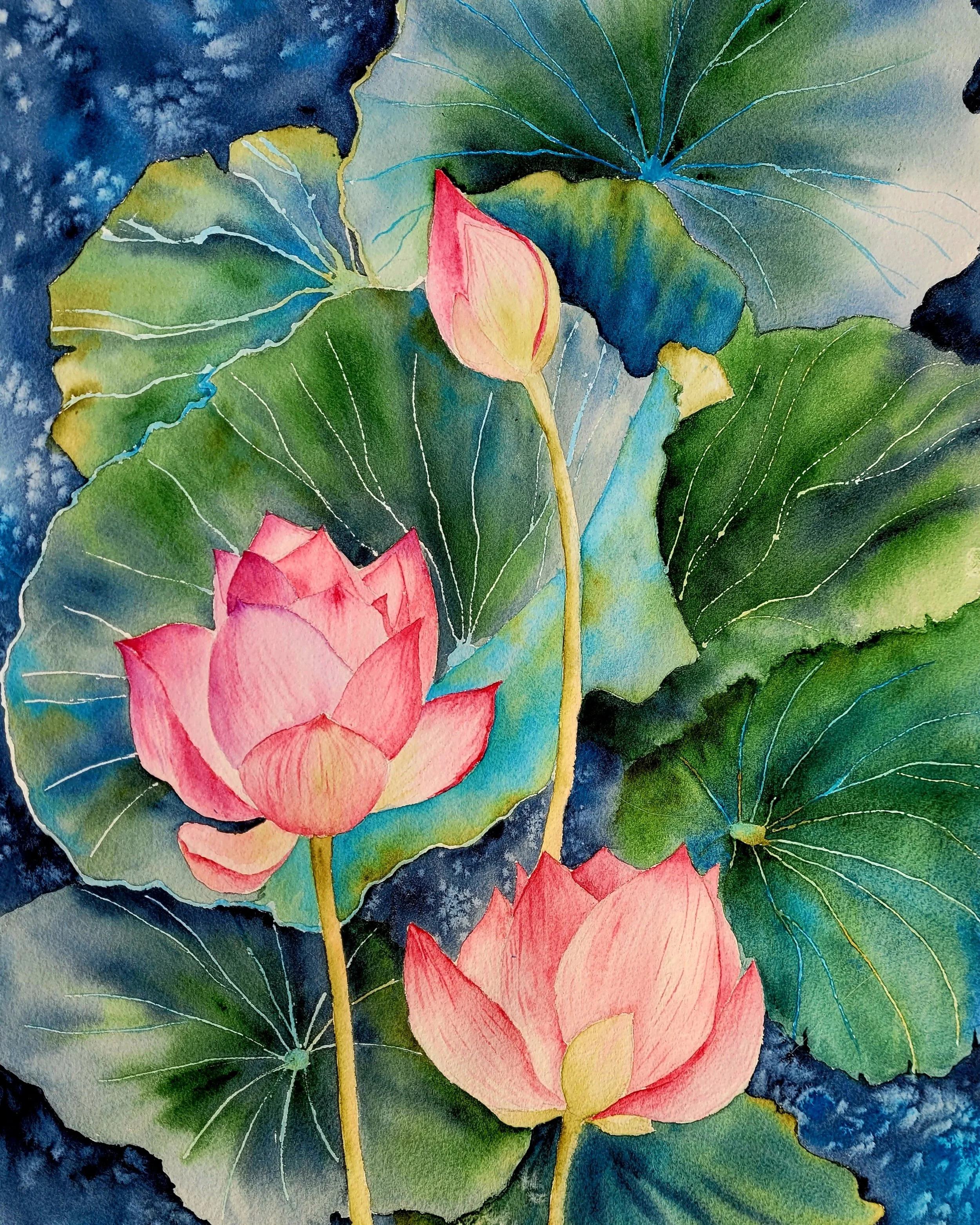 Watercolor painting of pink lotus flowers and green lotus leaves on a blue background.