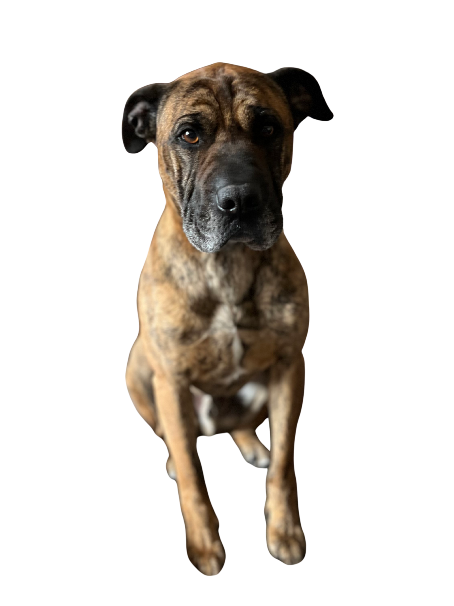 A brown and black brindle dog sitting and looking at the camera against a black background.