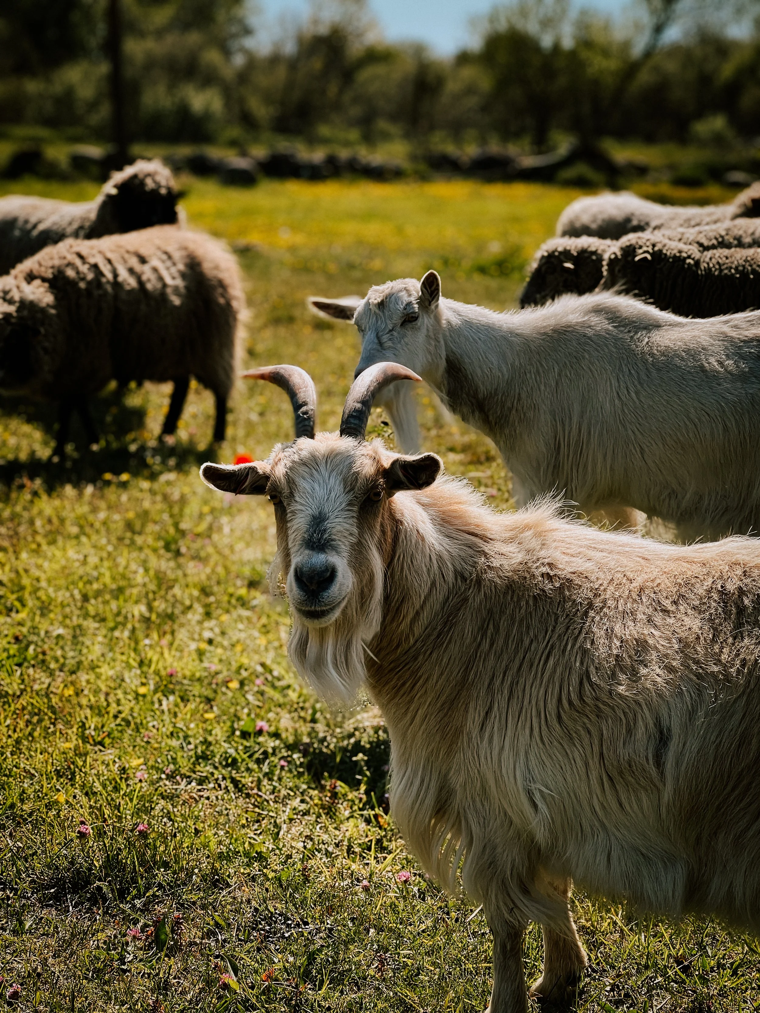 A herd of goats grazing in a sunny field with trees in the background, with one goat in the foreground looking at the camera.