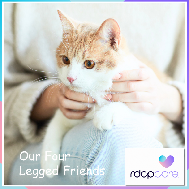 A furry, feathery welcome: the benefits of pets in our care homes