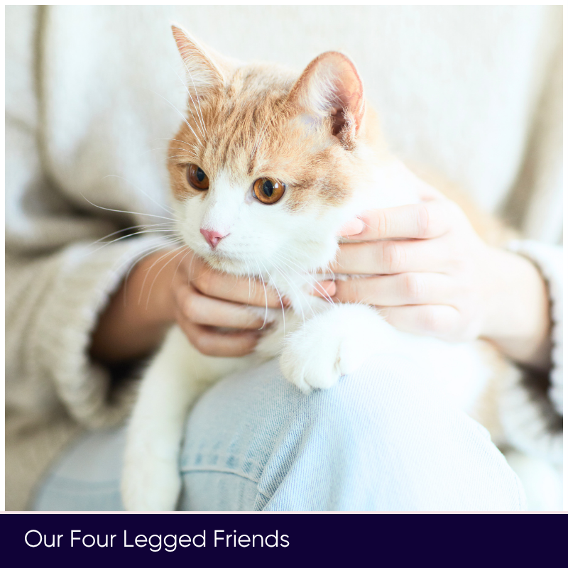 A furry, feathery welcome: the benefits of pets in our care homes