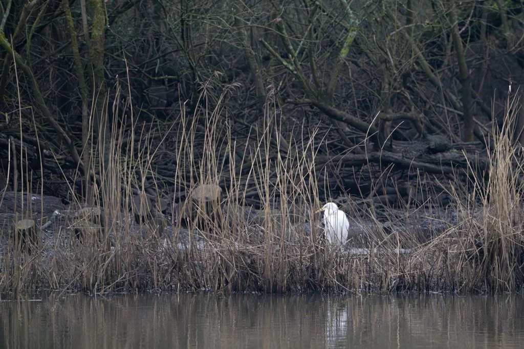 Egret - Brandon - 2.jpg