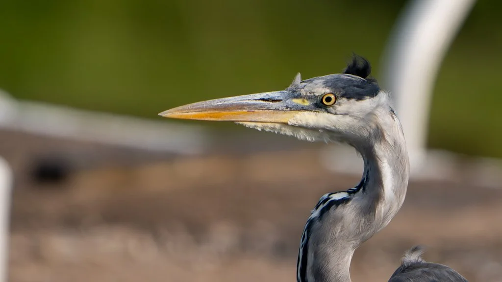 Heron2.jpg