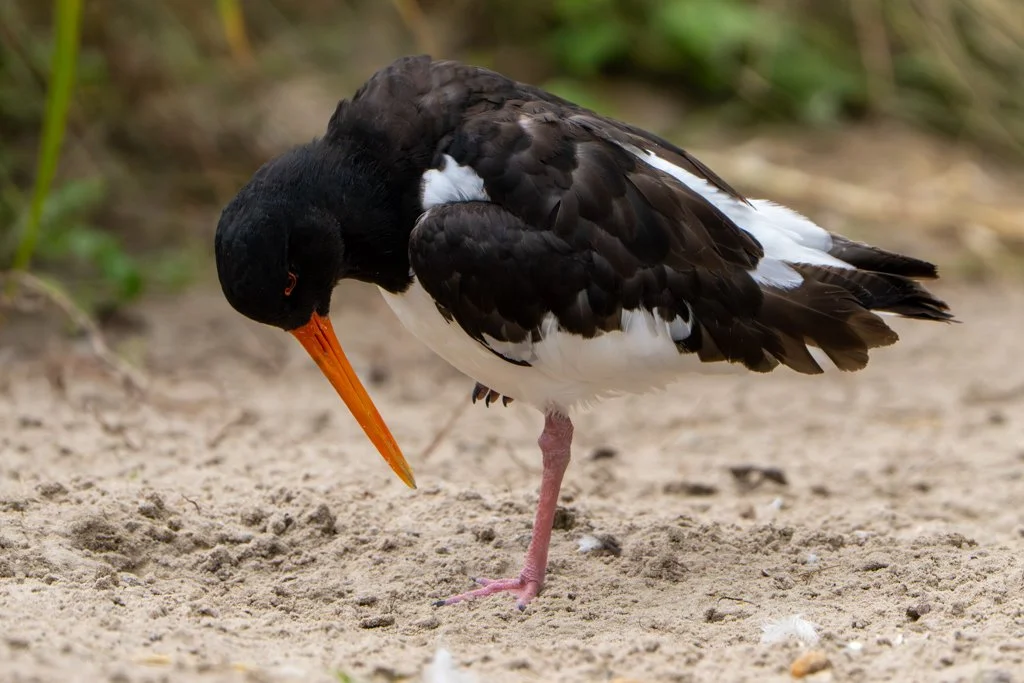 OysterCatcher01.jpg