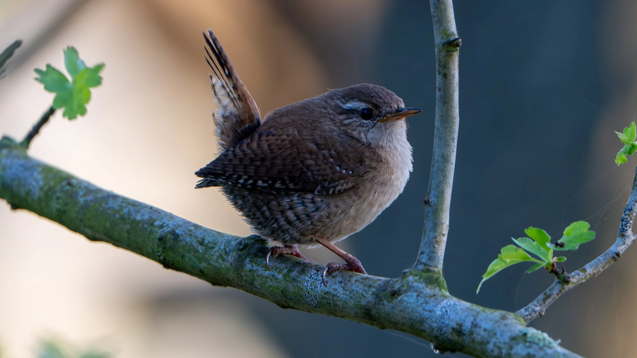A photo of a Wren.  Taken inside a dense bush where the light conditions were not perfect.