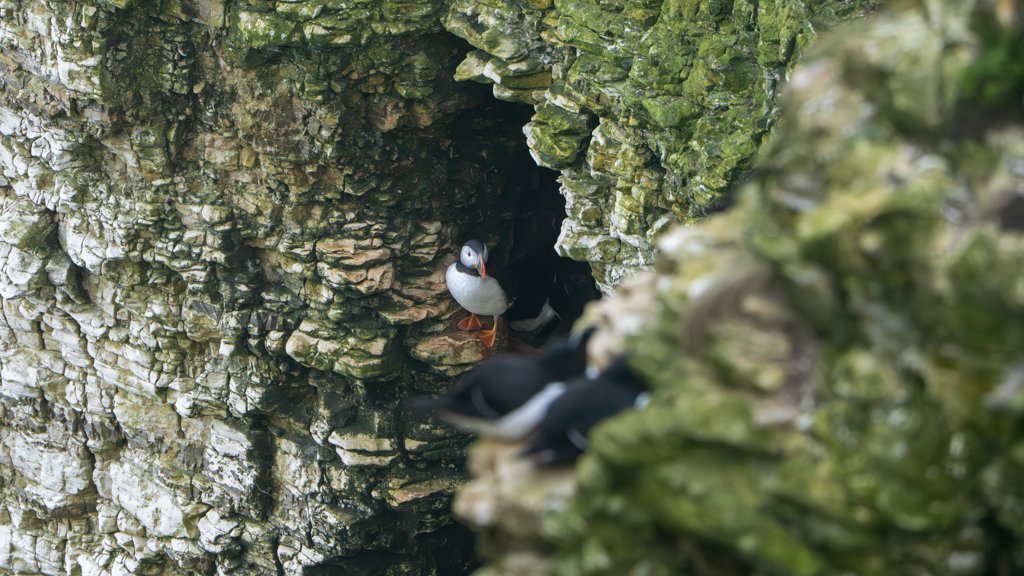 Puffin03.jpg