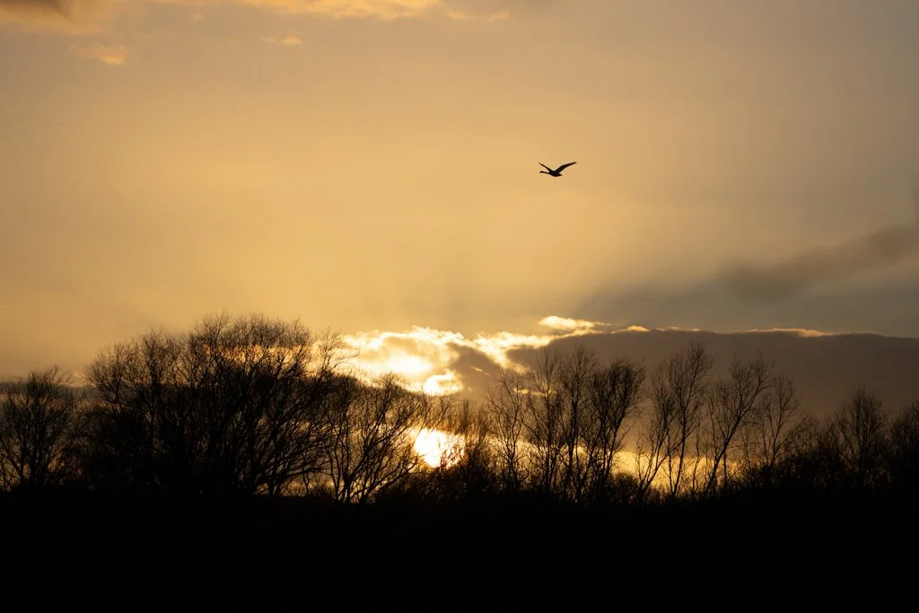 Sunset BrandonMarsh.jpg