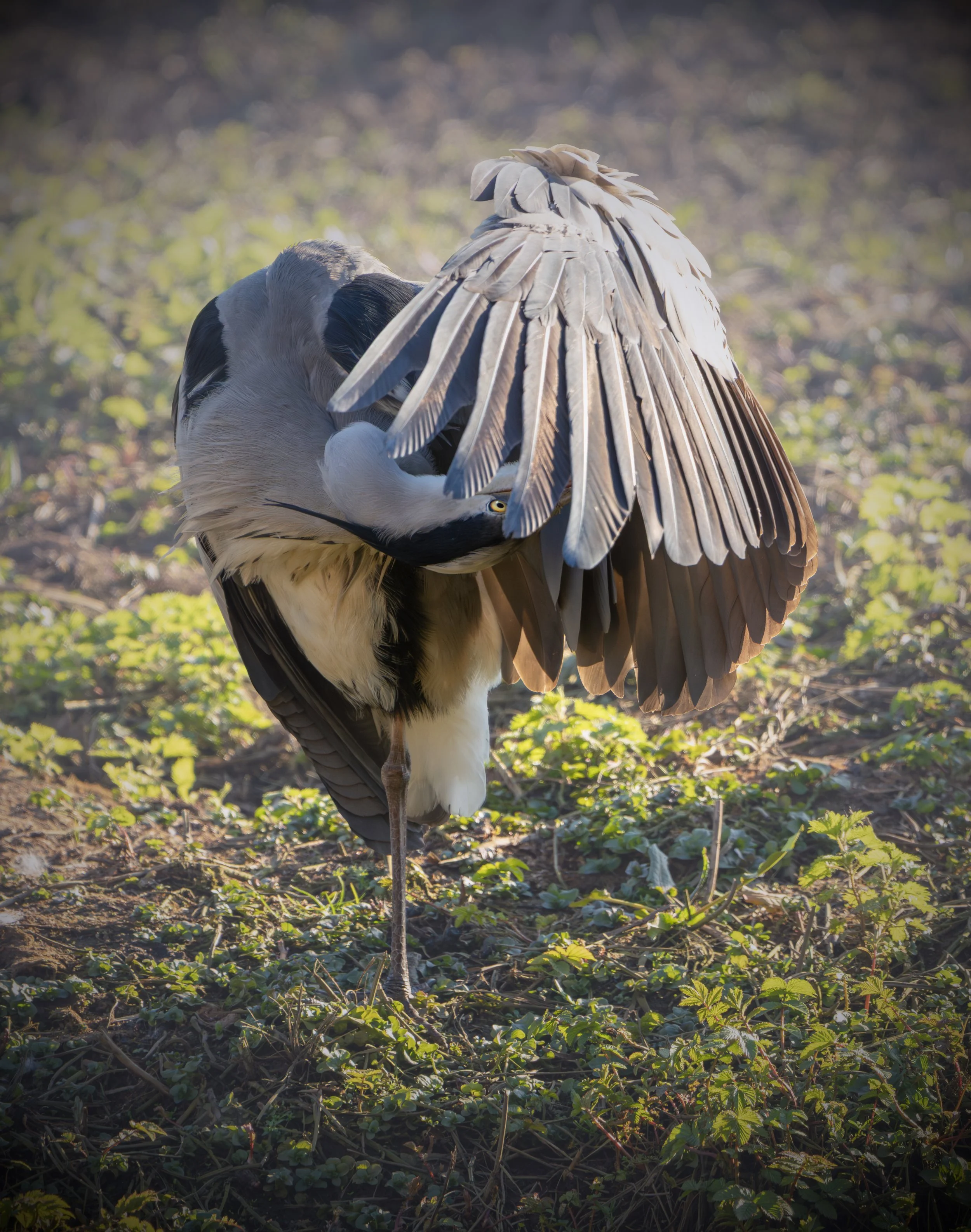 A preening Heron with one eye visible through it's wing.