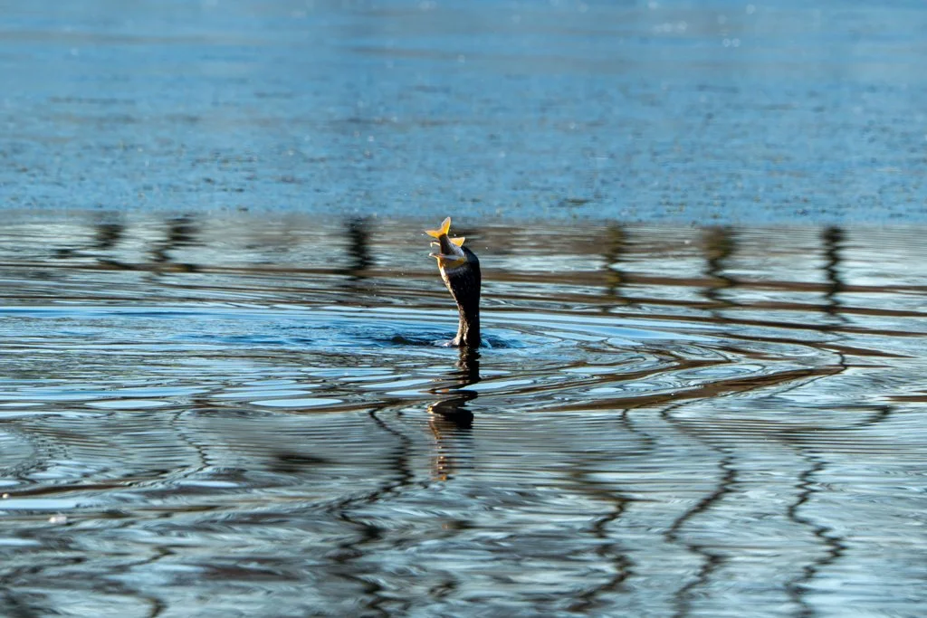 Cormorant-Fish.jpg