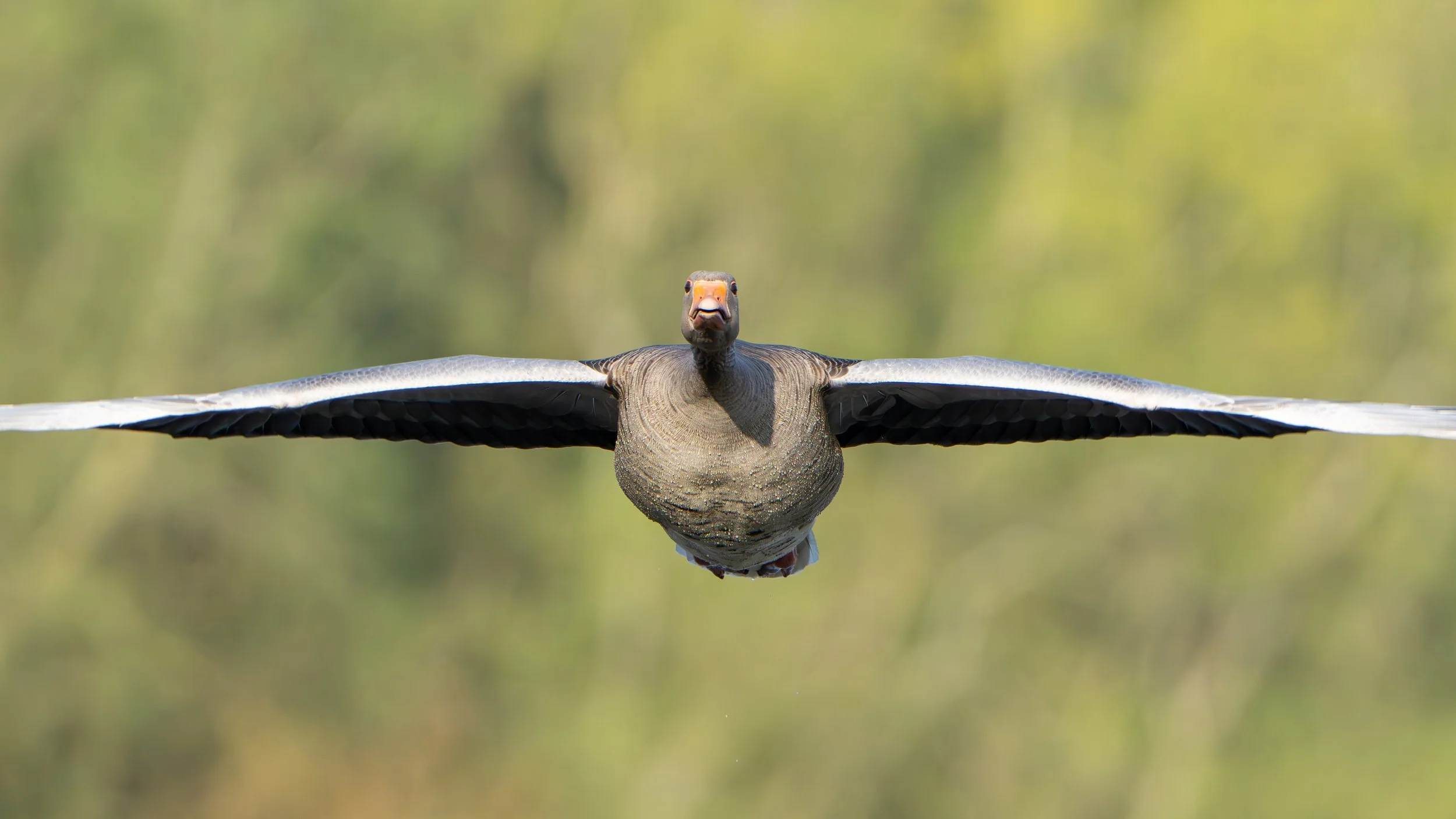 The greylag goose is a species of large goose in the waterfowl family Anatidae and the type species of the genus Anser. It has mottled and barred grey and white plumage and an orange beak and pink legs. A large bird, it measures between 74 and 91 cen