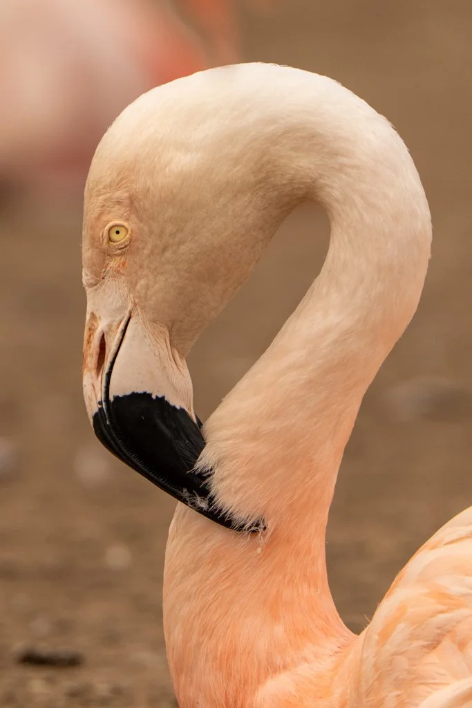 Flamingo2.jpg