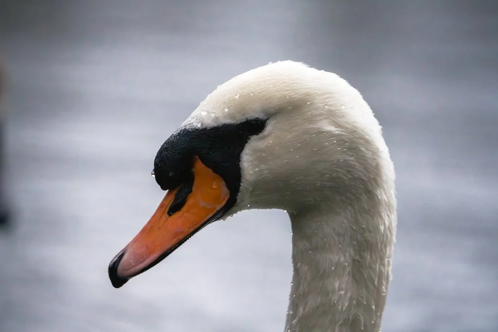 Swan - Brandon 3.jpg