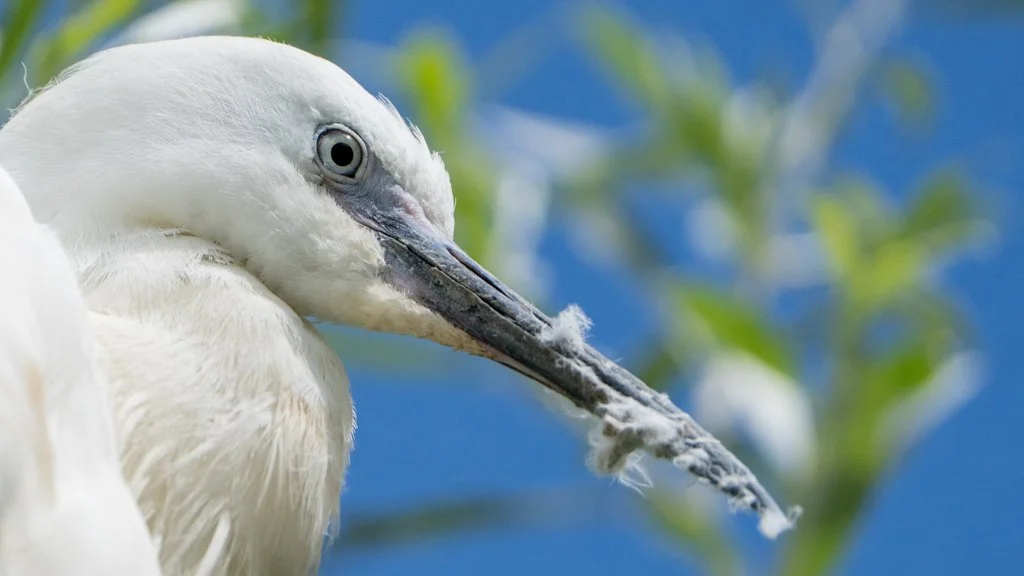 Egret03.jpg