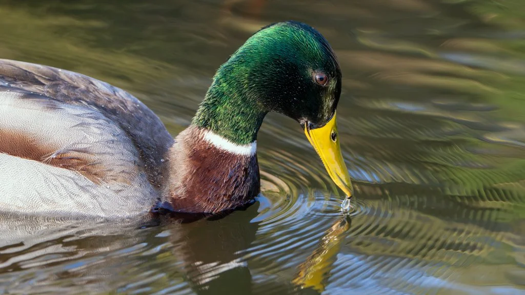 Duck01-Knowle.jpg